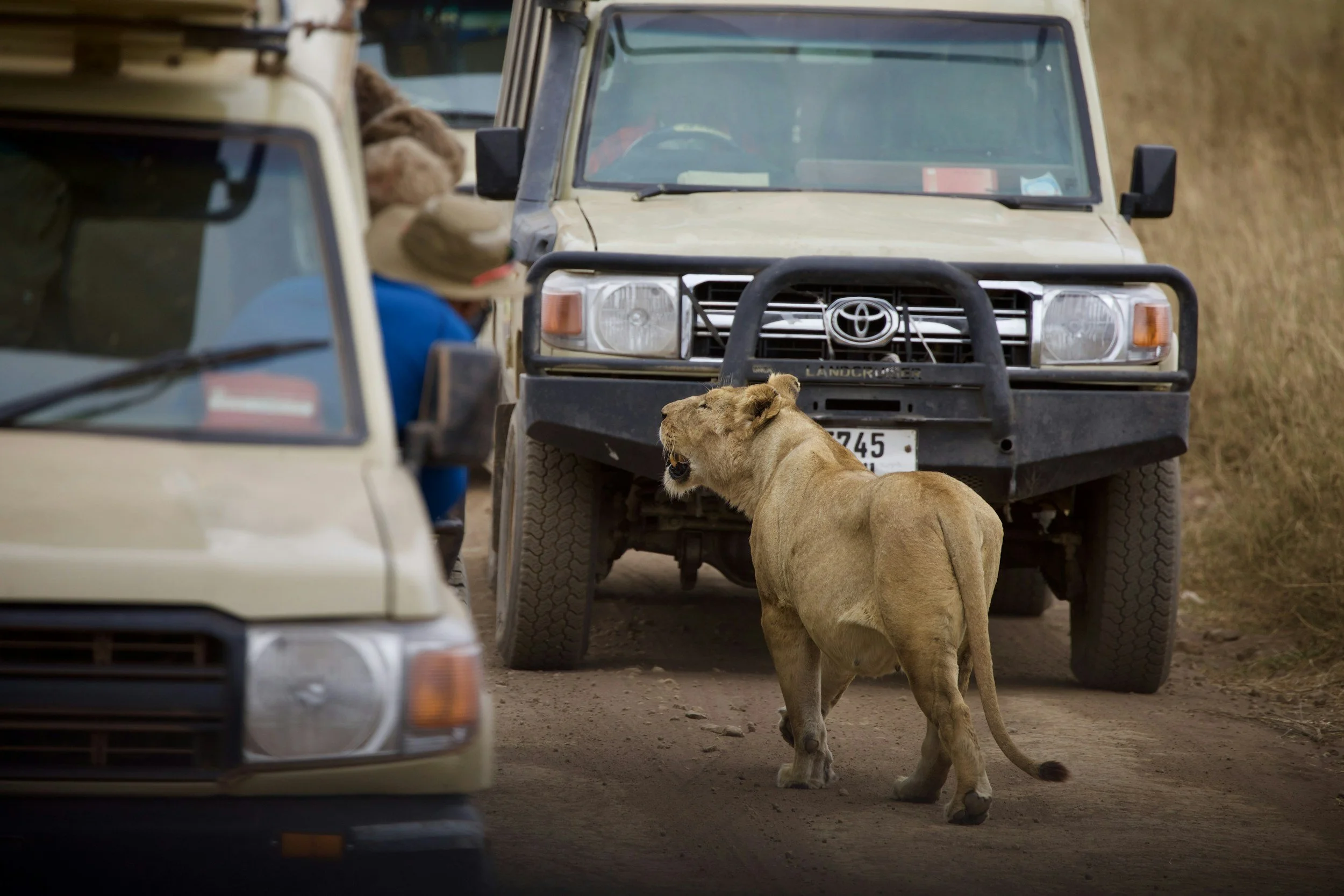A lioness walking on a dirt road between two parked safari vehicles, with a person in the background wearing a hat and blue shirt, surrounded by dry grass.