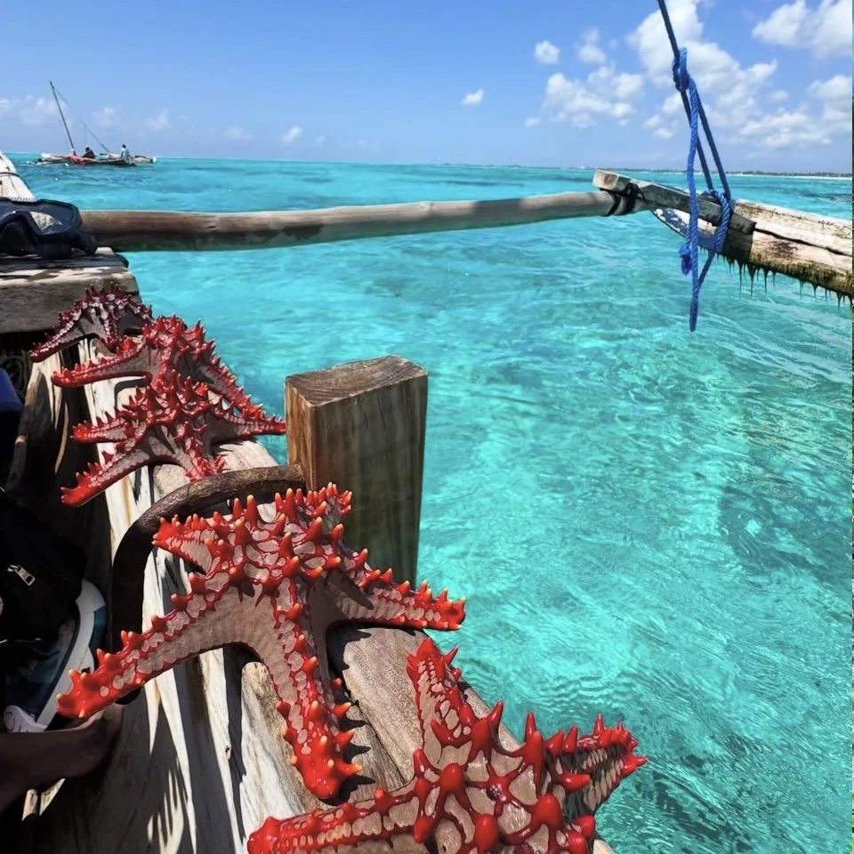 Red starfish lined up on a wooden dock, overlooking turquoise water with sailboats in the distance under a partly cloudy sky.