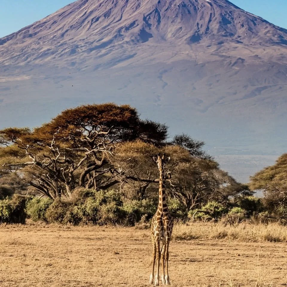 A giraffe standing in a savannah with trees, and Mount Kilimanjaro in the background.