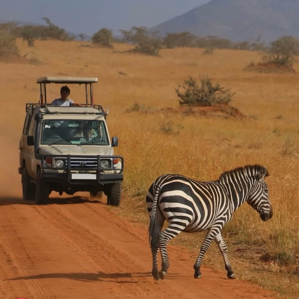 A zebra crossing a dirt road in a savannah landscape with a safari vehicle and a person on top, with trees and mountains in the background.