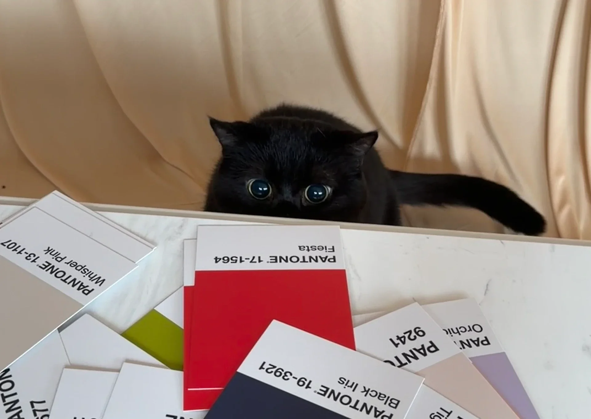 Eine Katze schaut mit großen Augen auf Pantone-Farbkarten.