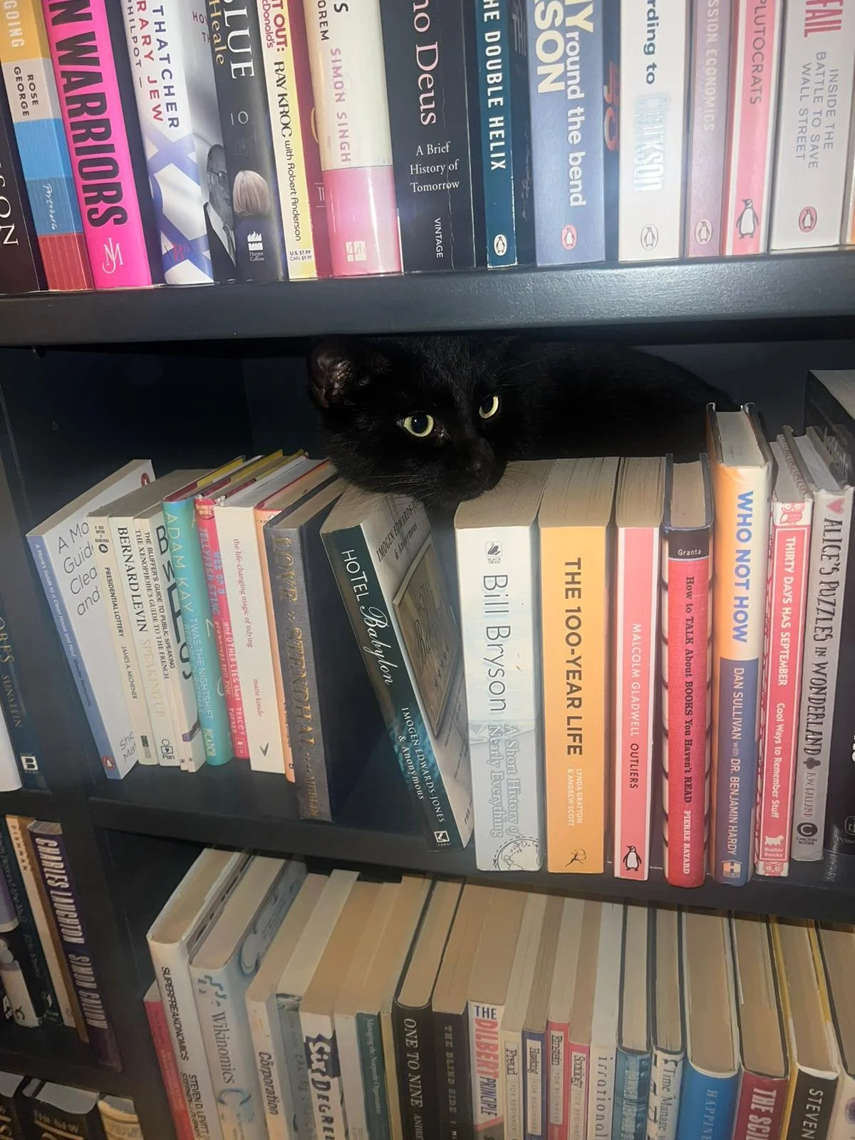 Black cat hiding in bookshelf