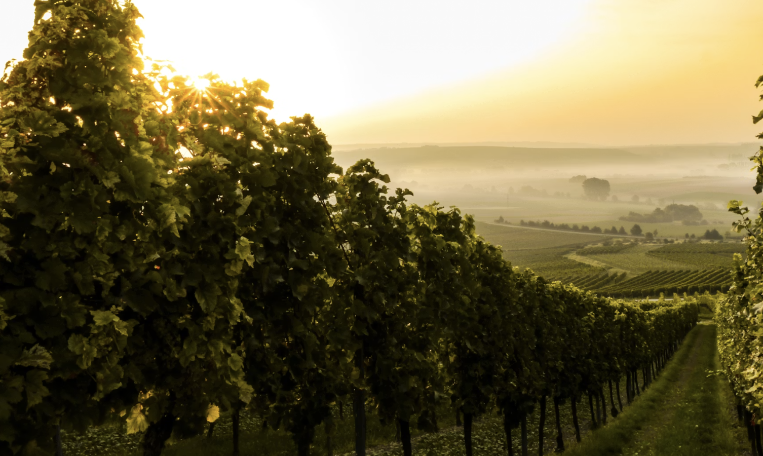 Objets publicitaires pour le vin à Bordeaux : le guide des châteaux, négociants et marques wine &amp; spirits