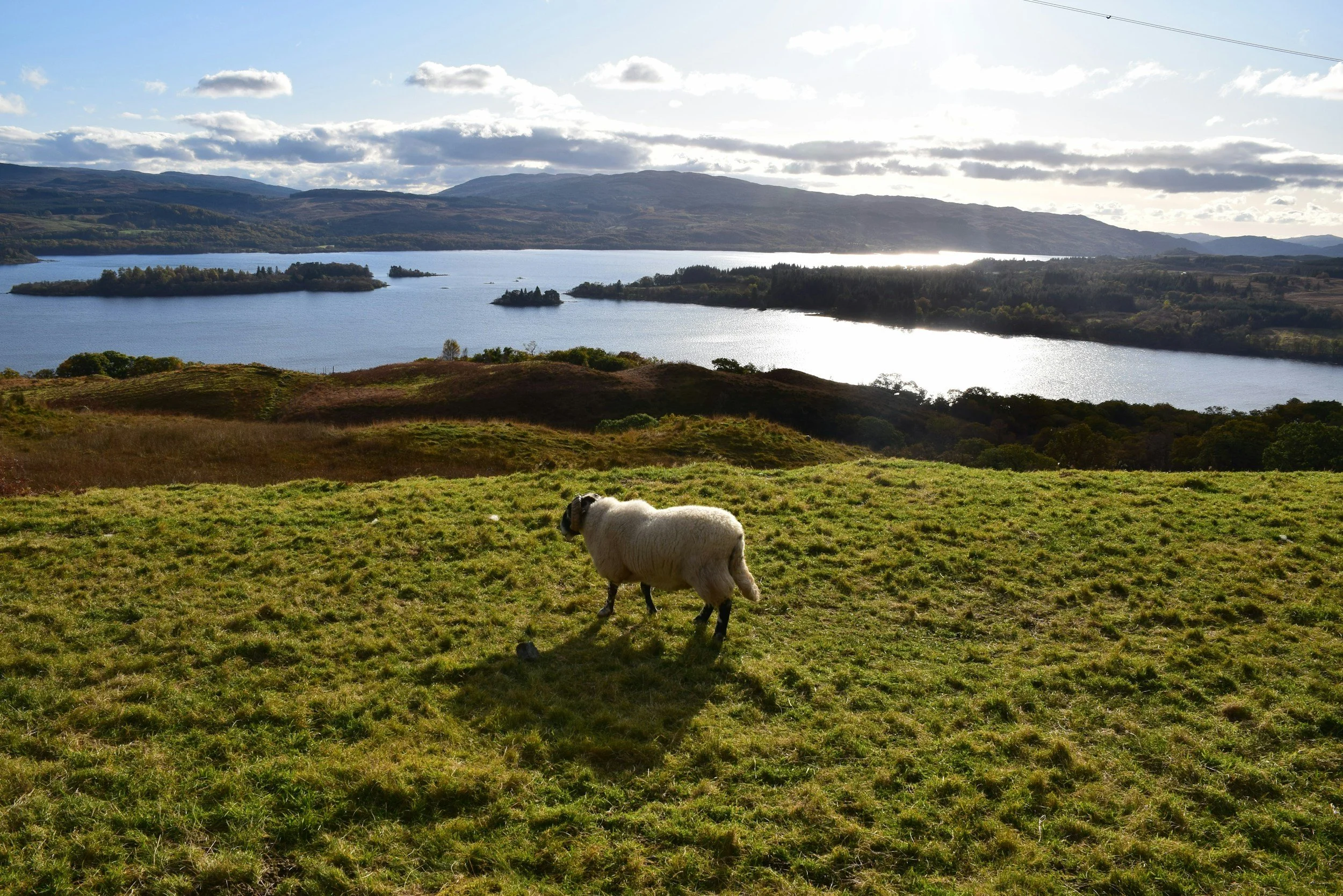 A sheep standing on a grassy hill with a view of a lake and mountains in the background, under a partly cloudy sky.