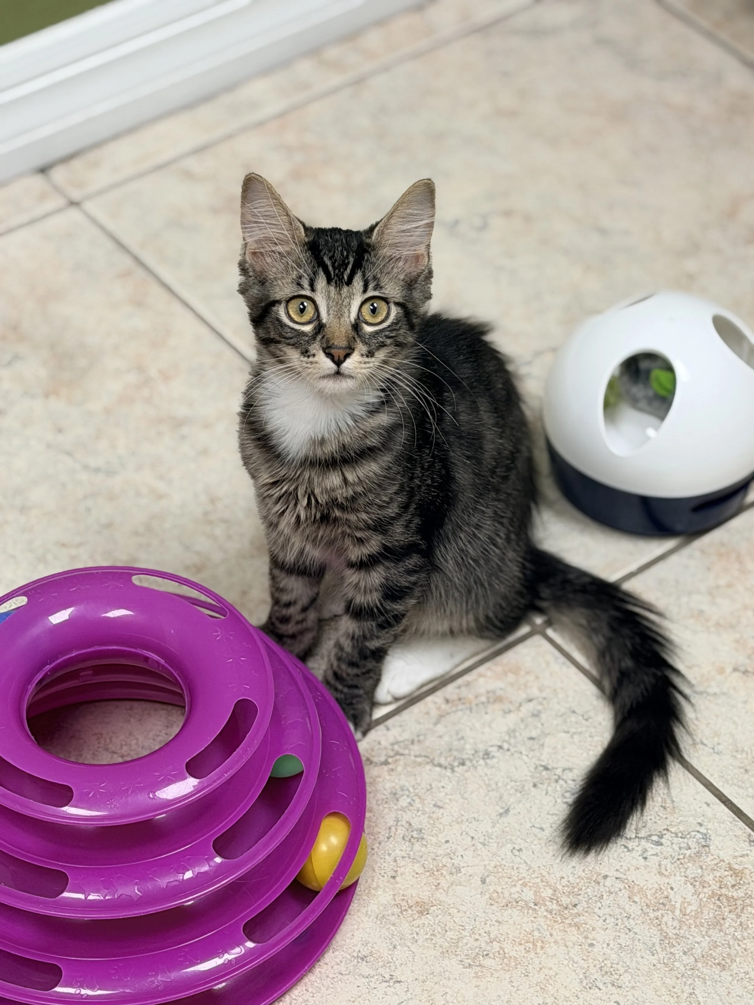 **Meet Loki! 💚🐾**

Loki may not be the God of Mischief, but he has mastered the art of stealing hearts.

This handsome boy can be a little unsure when meeting new people. New faces and unfamiliar places make him a bit nervous at first, but don't le
