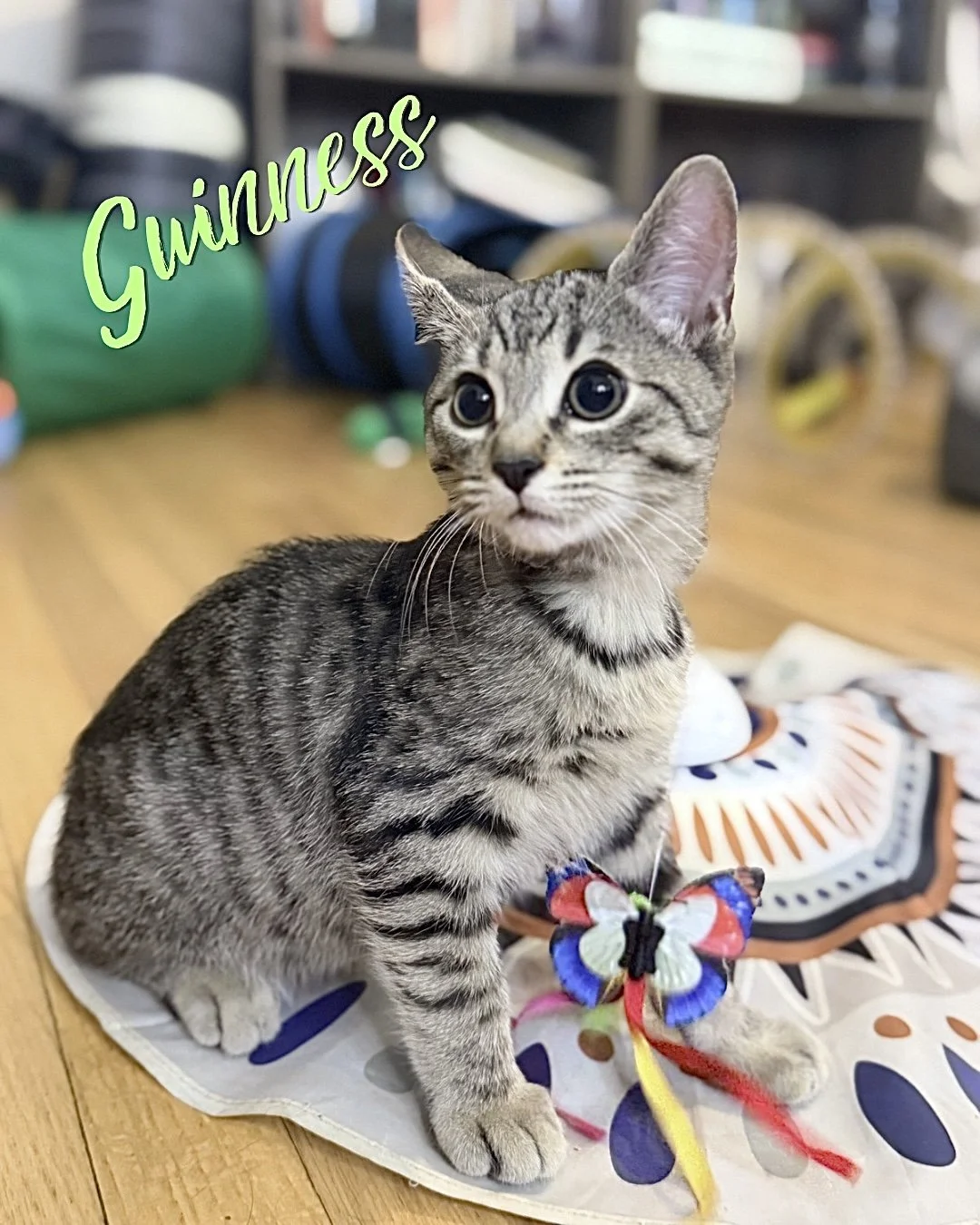 **Meet Guinness! 🍀🐾**

Guinness is a spunky little brown tabby with a big personality and an even bigger heart.

His story didn't start out easy. Tiny Tales rescued Guinness and his brother, Jameson, when they were tiny bottle babies who needed aro
