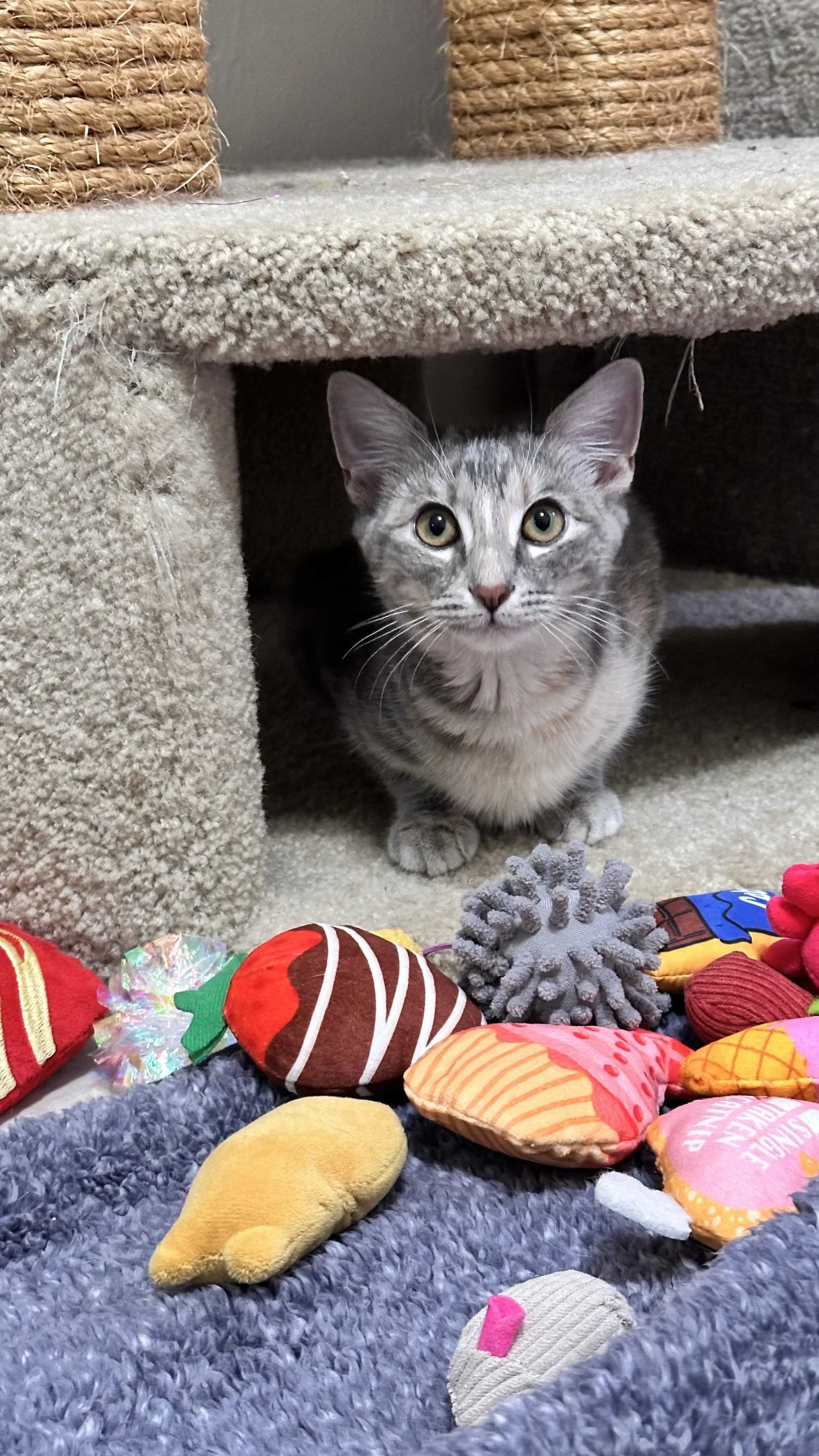 *Meet Mavis* She is a beautiful girl currently in foster, where she’s working on building confidence. With her sister Millie by her side, she’s making wonderful progress! She loves to play, nap in her cat tree, and quietly keep an eye on everything a