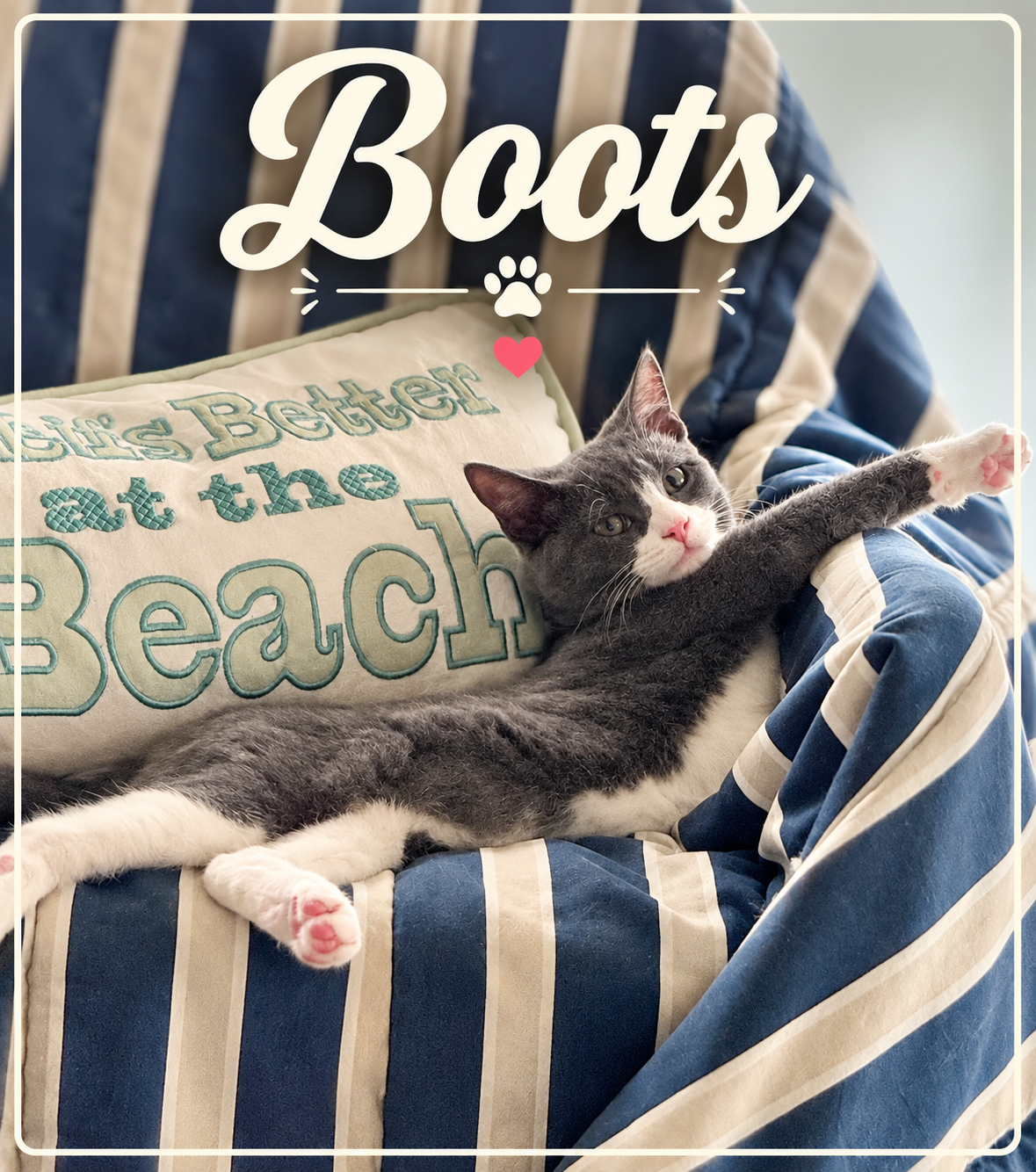 🩶 Meet Boots! 🐾
Boots may have had a bit of a rough start to her tiny tale, but you certainly wouldn’t know it by looking at her now! ❤️
As a little kitten, Boots dealt with an injury from suckling as well as an eye injury that needed some extra TL