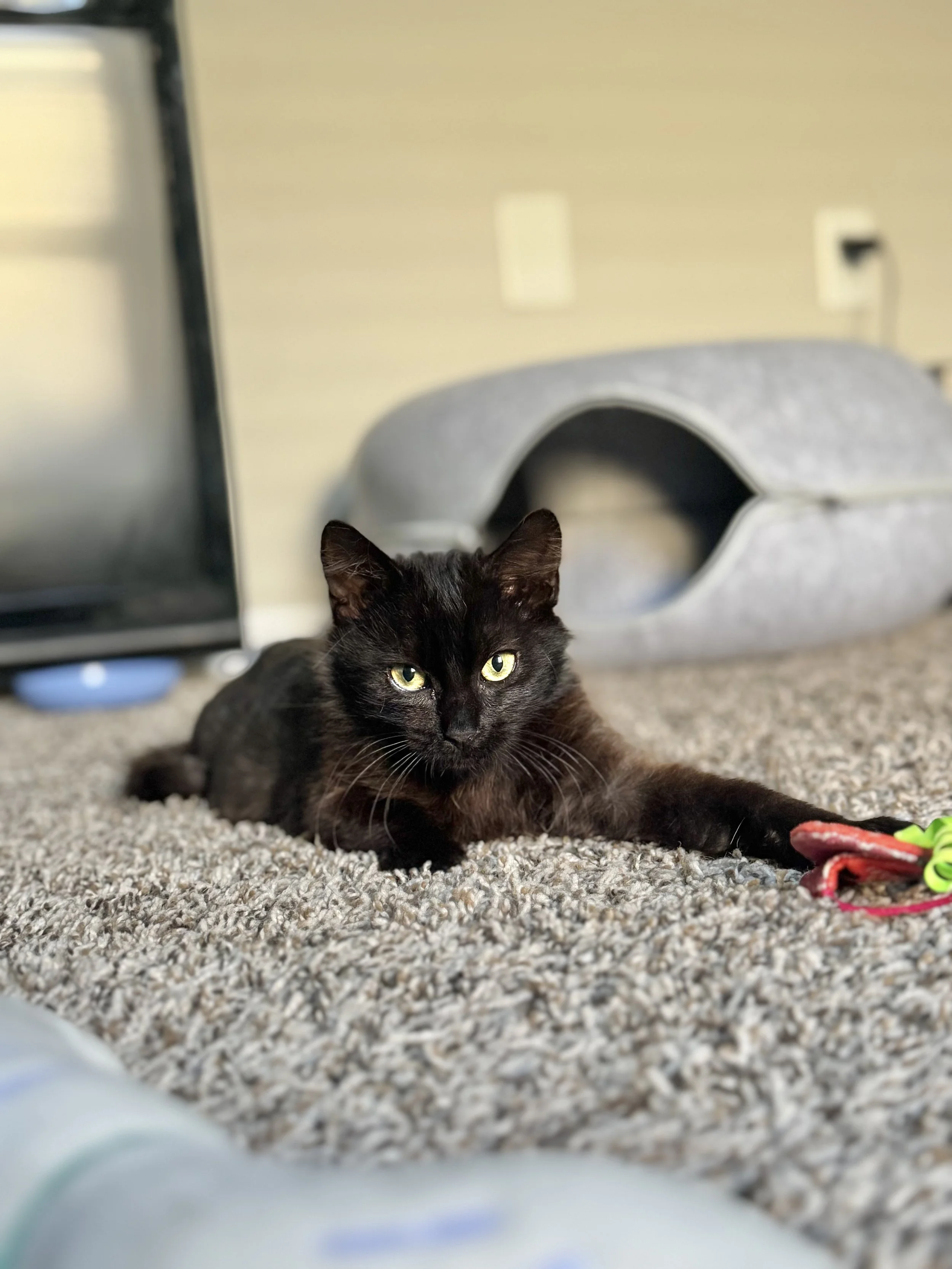 *Meet Maple* She is Moose’s beautiful sister and a gentle little soul looking for her forever home. She had the same rough start as her brother, but now she is healed and ready for a fresh beginning. Maple is a bit more shy and likes to take her time