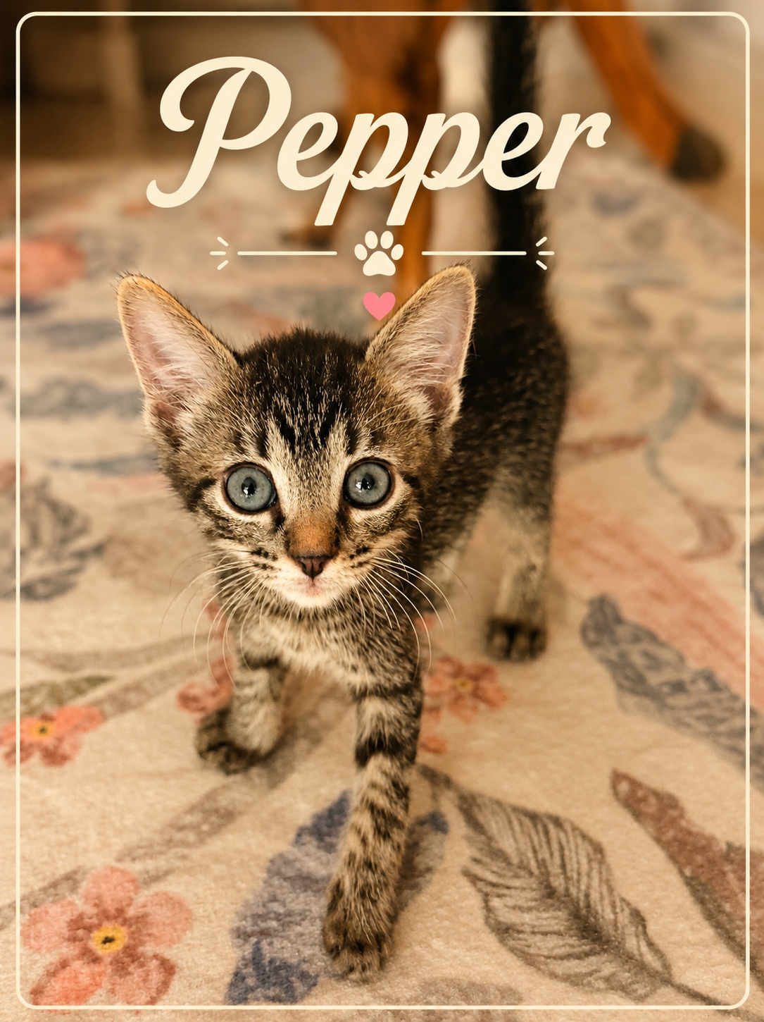 Meet Pepper! 🖤🐾

Looking to add a little extra spice to your life? Meet Pepper!

This precious little one is ready to trade foster life for a forever home filled with toys, adventures, cozy places to nap, and people to call family.

Like any kitten