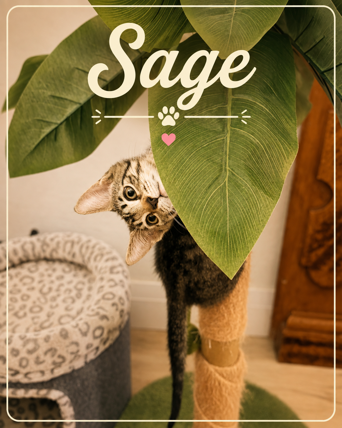 Meet Sage! 🌿🐾

Sweet little Sage is ready to find a forever family of her very own!

This adorable baby is currently enjoying everything kittenhood has to offer—playing, exploring, learning about the world, and looking impossibly cute in the proces