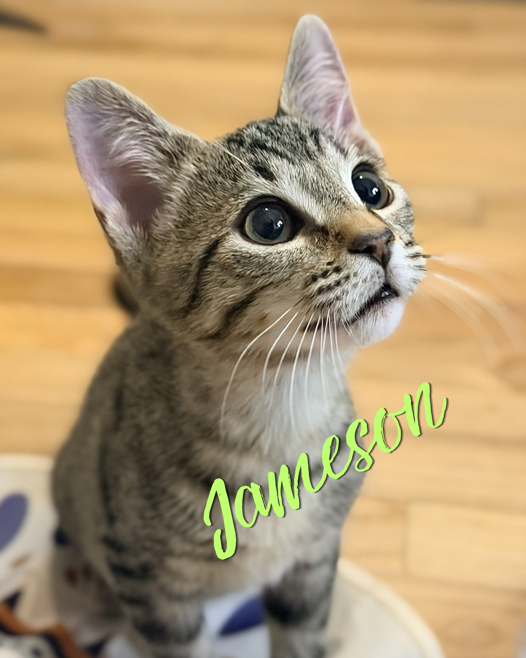 **Meet Jameson! 🤎🐾**

Jameson is an adorable little tabby with a playful spirit and a heart full of love.

Like his brother Guinness, Jameson's journey began as a tiny bottle baby after Tiny Tales rescued the pair when they were just days old. With