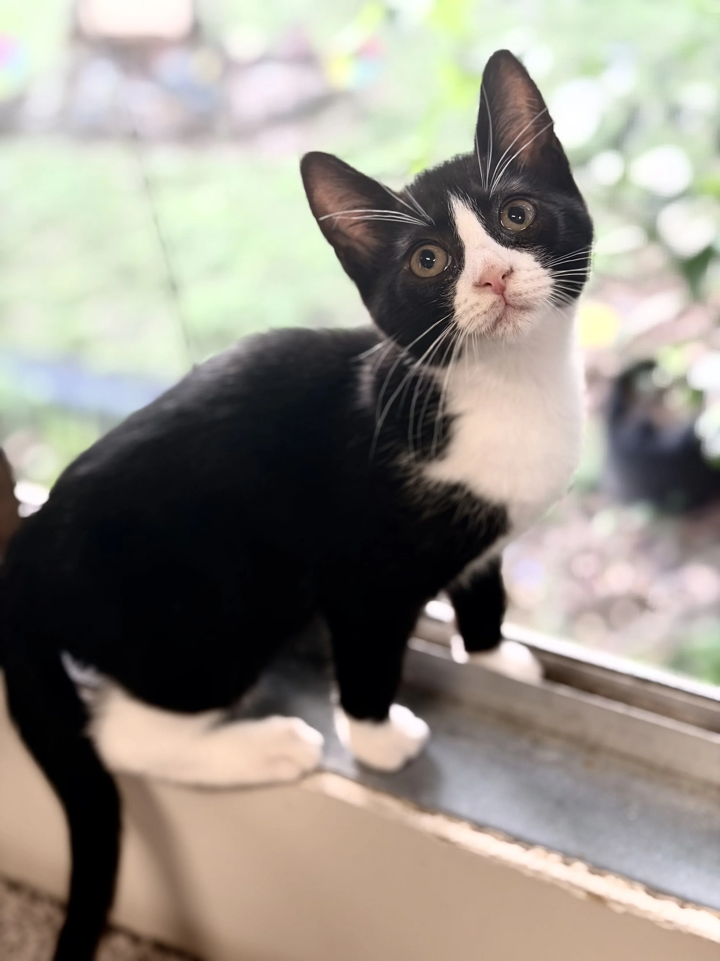**Thelma**
Meet Thelma. Thelma is AVAILABLE! Thelma is a sweet and affectionate girl who perfectly balances cuddle time with a healthy dose of independence. She loves being near her people and will happily follow you around the house, keeping a close