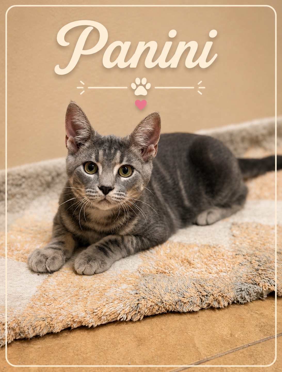 Meet Panini! 🥪🐾

Panini is one handsome little guy with the perfect combination of fun and sweet wrapped up in an adorable gray tabby package. 💙

This boy is full of that wonderful kitten energy that makes life a little more entertaining. He’s rea