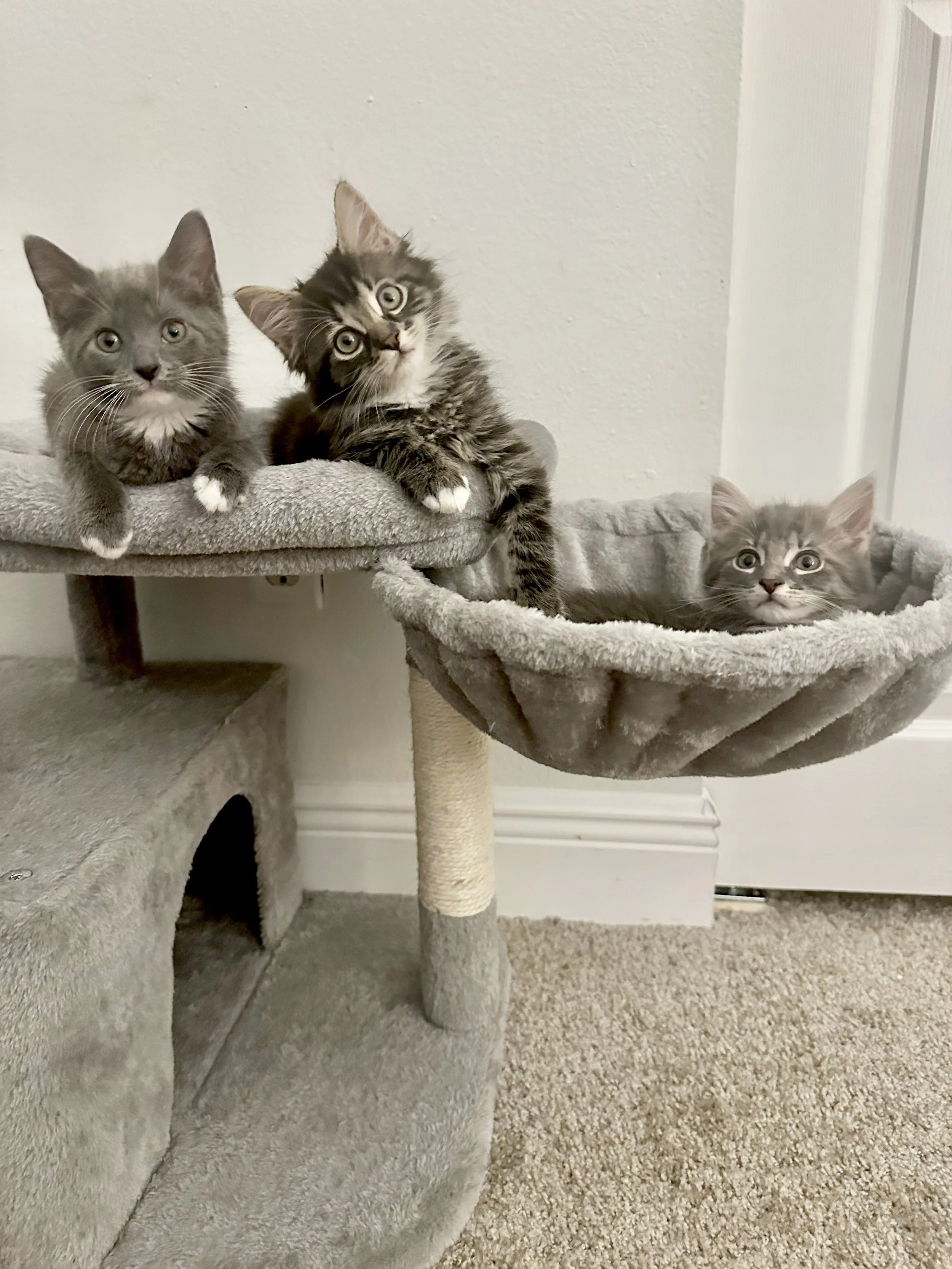 We are in foster! 

Loki, Hela, and Freya are currently NOT available for adoption just yet! These tiny Norse legends are still growing big and strong in foster care while they wait to be old enough for their spay and neuter surgeries.

And let us te