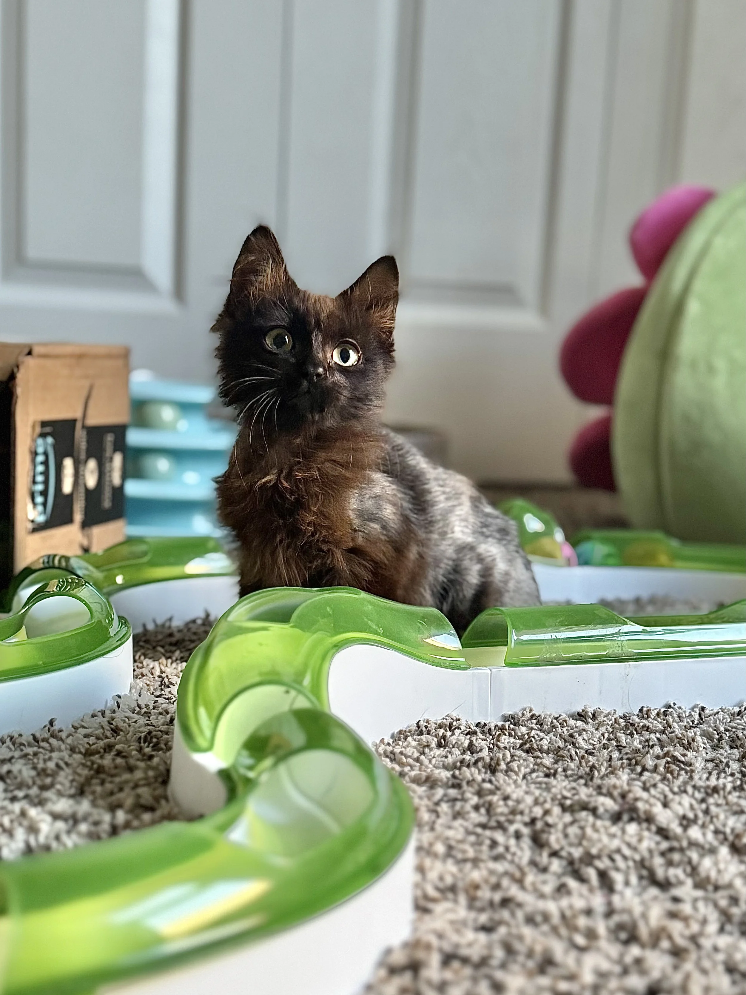 *Meet Moose* He is a sweet little brown kitten looking for his happily ever after. He can be a bit shy when meeting new people, but once he feels safe, his goofy and playful personality starts to shine. After a rough start, Moose has healed beautiful