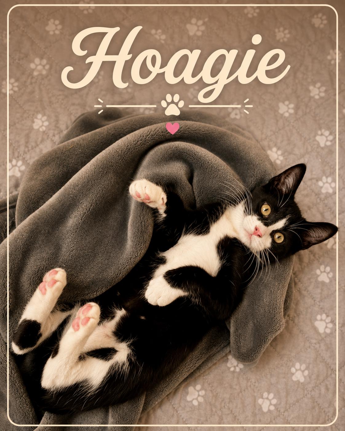 Meet Hoagie! Hoagie is a goofy, playful little girl with a whole lot of personality packed into one adorable kitten. She’s sweet, curious, affectionate, and always ready to turn an ordinary day into her next big adventure.

Whether she’s exploring, c