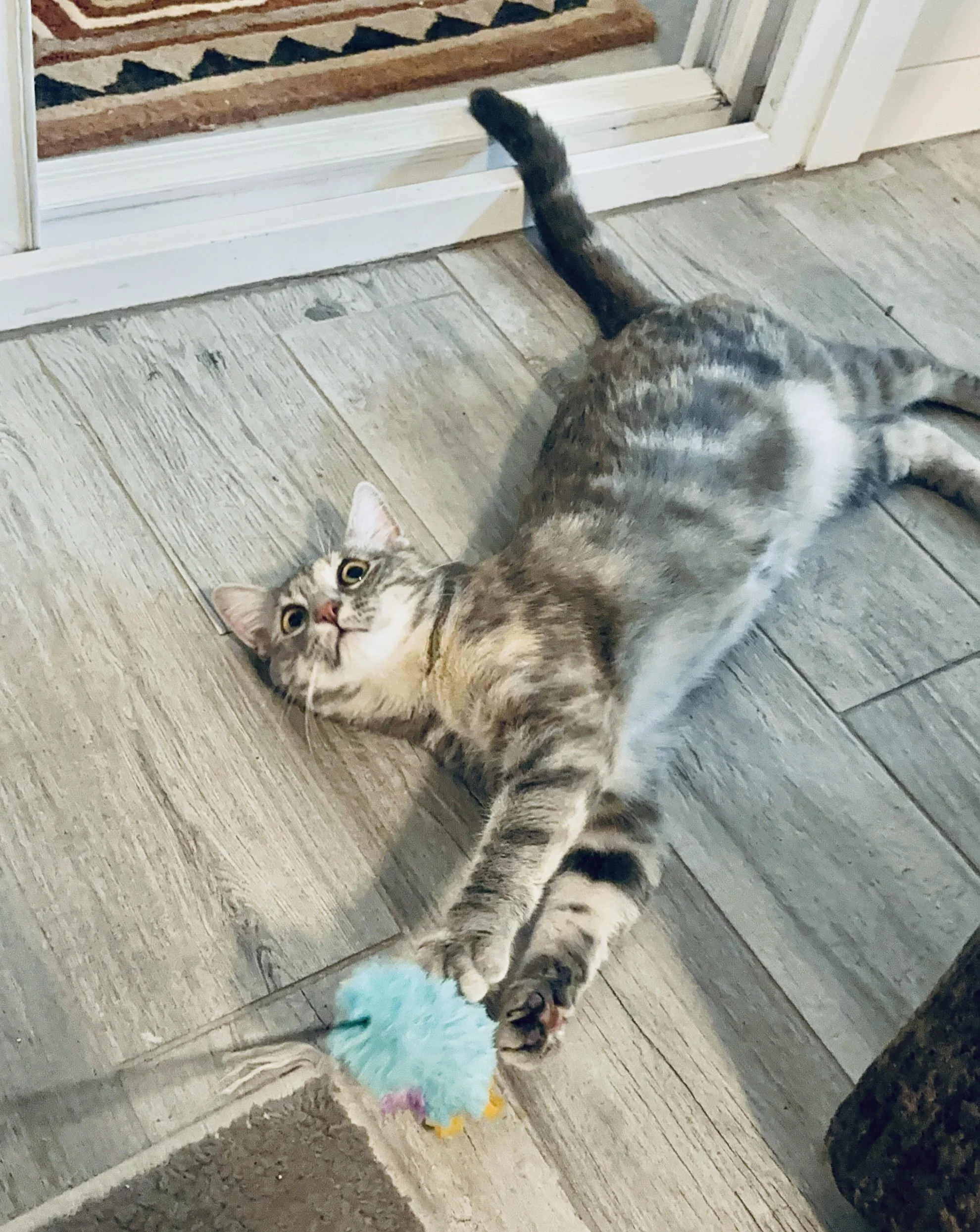 I'm Available!!

*Meet Mavis* She is a beautiful girl currently in foster, where she’s working on building confidence and let me tell you, she’s made wonderful progress! She loves to play, nap in her cat tree, and quietly keep an eye on everything ar