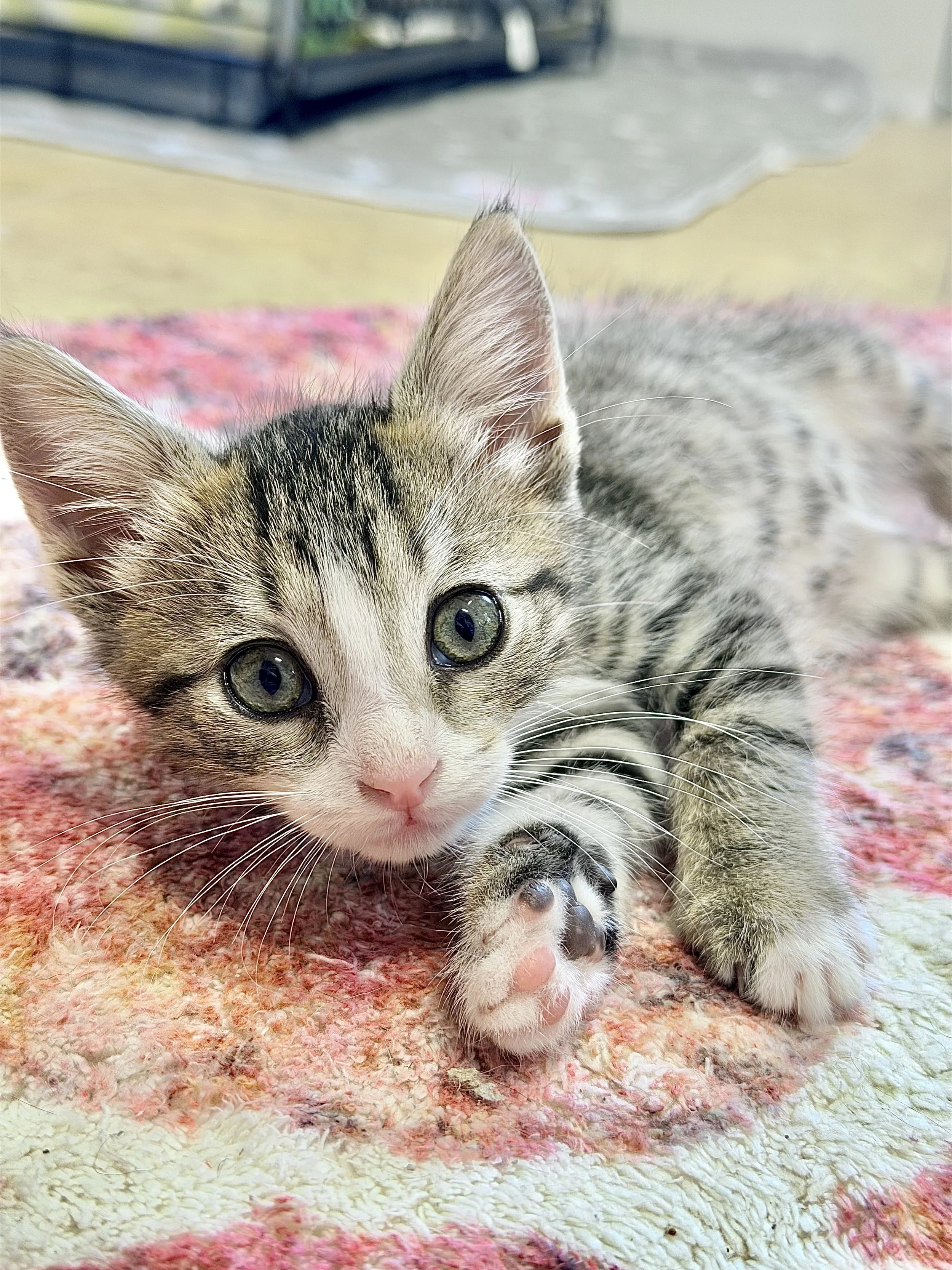 I'm in foster!! 
Peeta is currently NOT available for adoption just yet, but this confident little guy is soaking up the good life in foster care while he waits for his surgery! 💛

Peeta is the full package — sweet, silly, spunky, and completely con