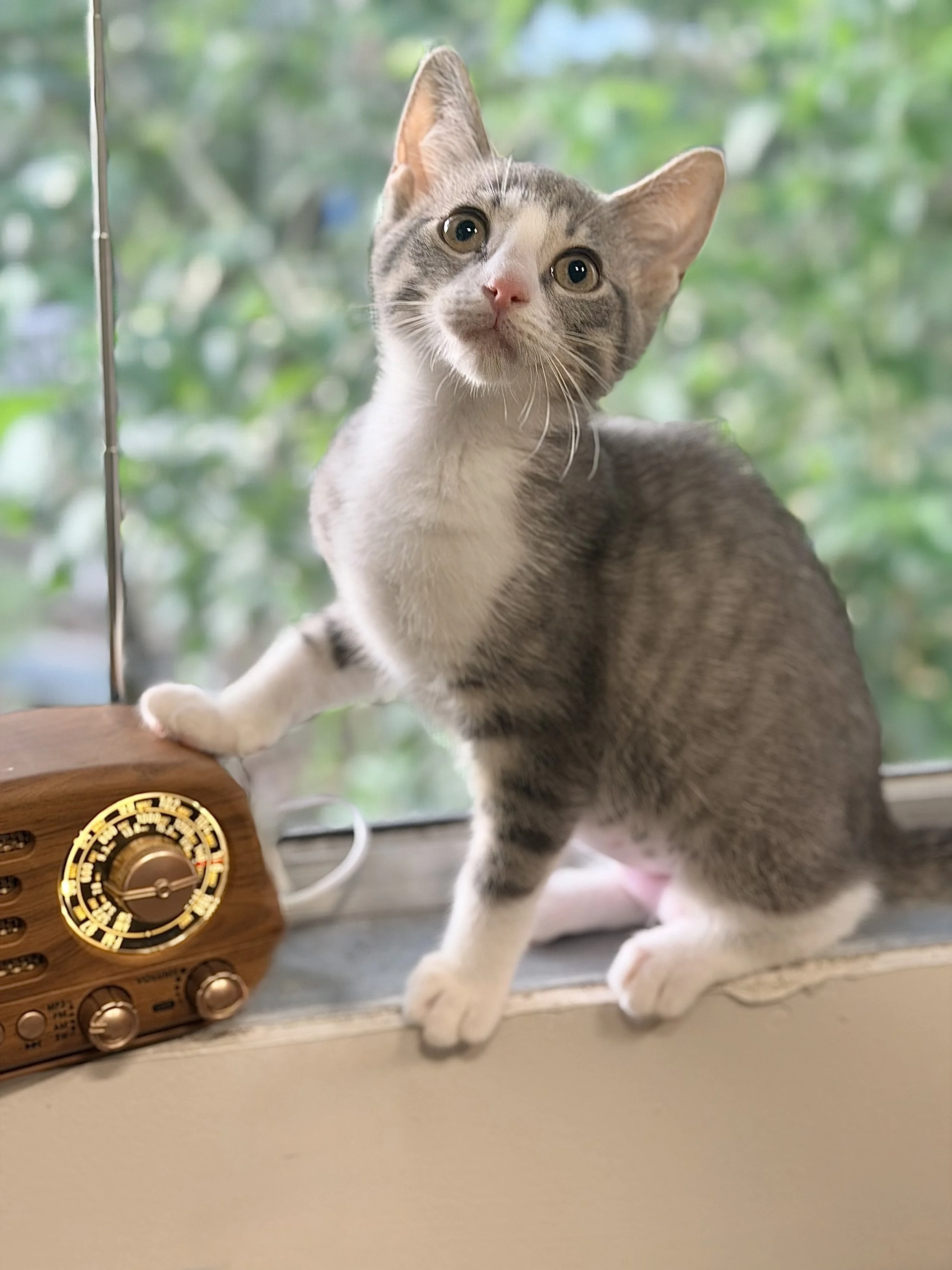 **Louise**

Meet Louise! Louise is the total package: sweet, cuddly, playful, and truly one of the best kittens you could ask for. She loves spending time with her people, whether that's curling up for snuggles or chasing after her favorite interacti