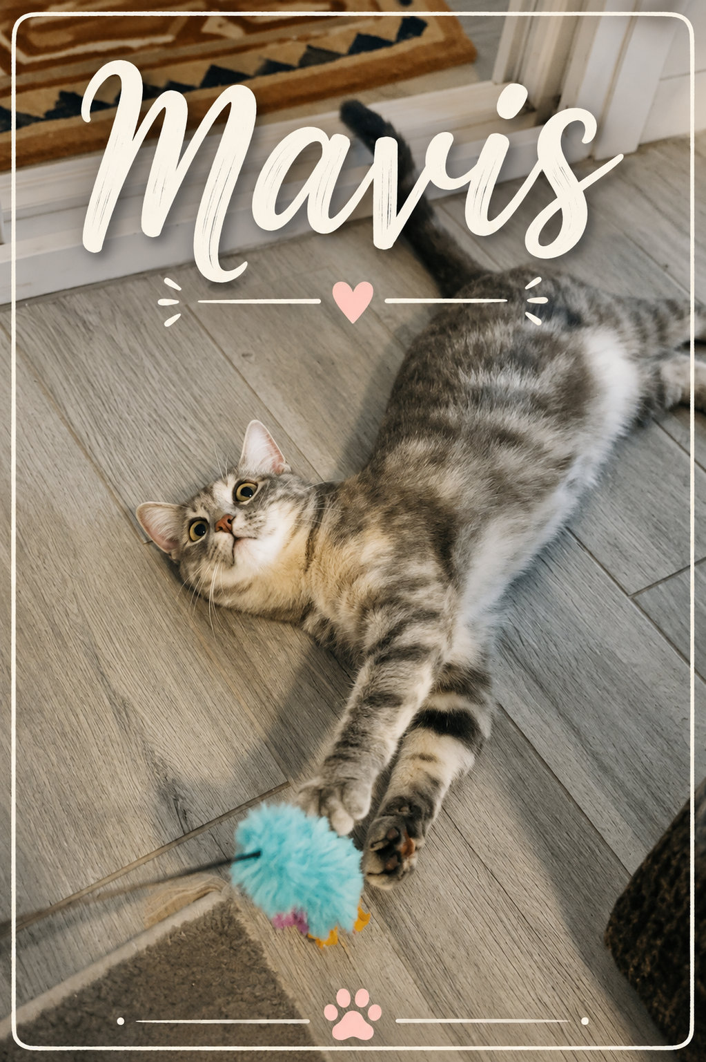Meet Mavis! She is a beautiful girl currently in foster, where she’s working on building confidence and let me tell you, she’s made wonderful progress! She loves to play, nap in her cat tree, and quietly keep an eye on everything around her. Mavis is
