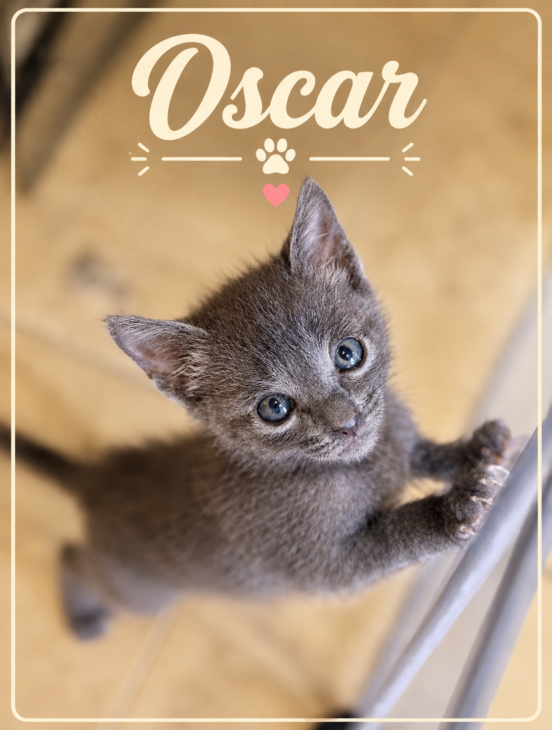 Meet Oscar! 🩶🐾
Oscar is about 6 months old and has enough personality packed into that little gray body for a cat twice his size! This handsome guy is outgoing, confident, playful, and always ready for his next adventure.
Oscar isn’t the type to si