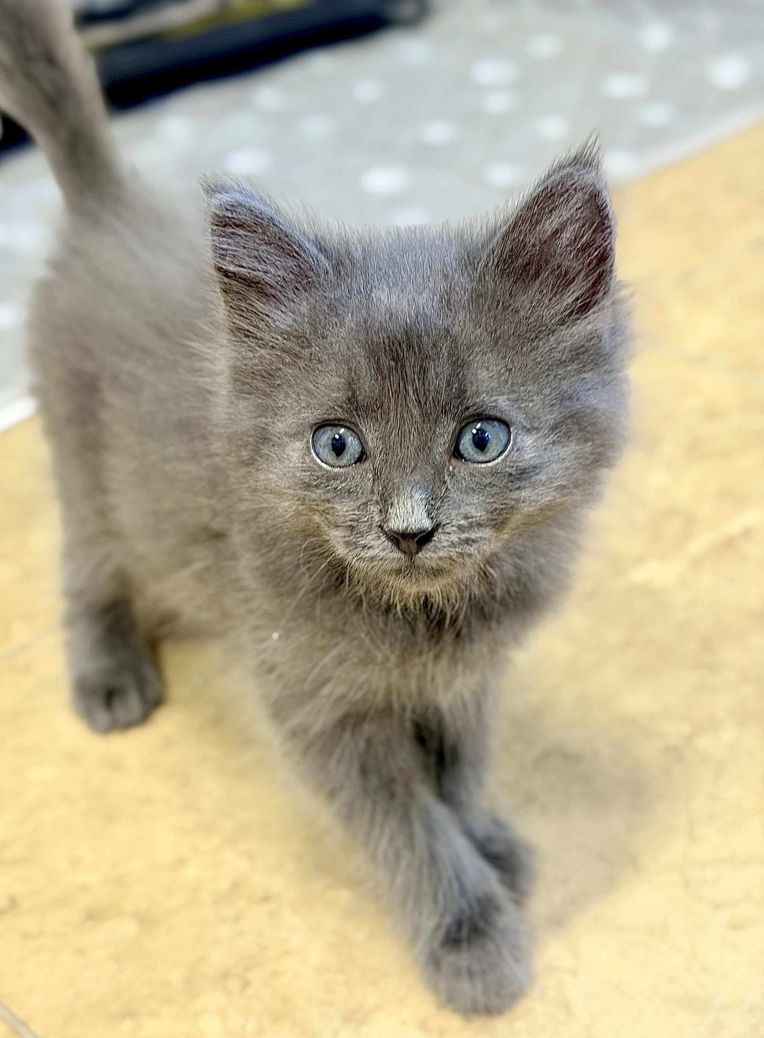 I'm in foster!!

Haymitch is currently NOT available for adoption just yet and is busy hanging out in foster care while he waits for his surgery! 💛

This fluffy little guy is definitely related to Peeta because their personalities are unbelievably s