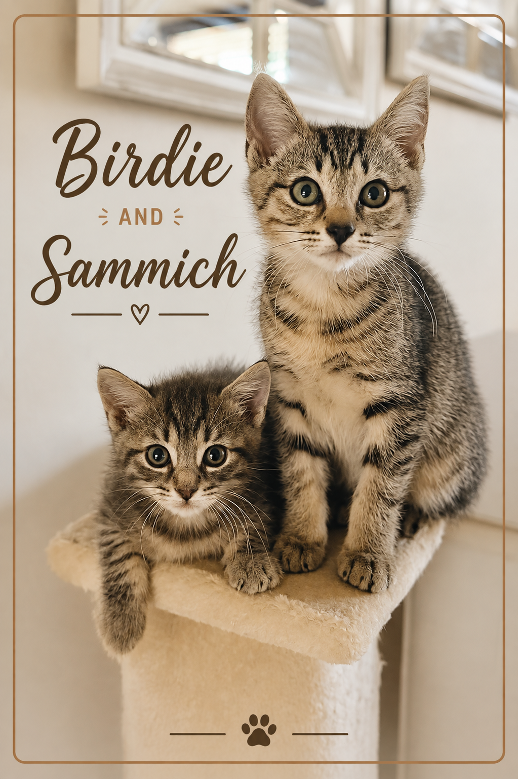 Meet Birdie and Sammich! These two sweet solo ladies have discovered just how fun it is to have siblings around, and they’ve been thriving while learning to play, cuddle, and zoom around with other cats — and even dogs too!

Sammich absolutely loves 