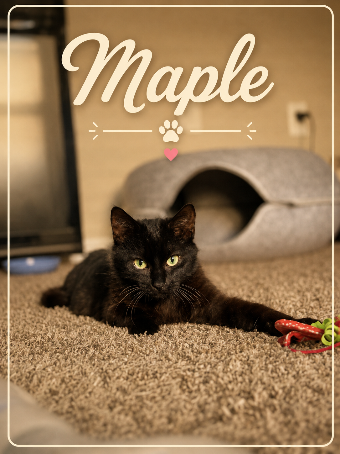 Meet Maple! She is Moose’s beautiful sister and a gentle little soul looking for her forever home. She had the same rough start as her brother, but now she is healed and ready for a fresh beginning. Maple is a bit more shy and likes to take her time 
