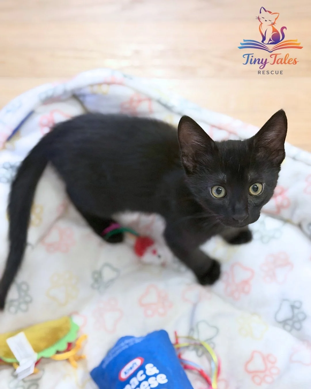 Meet Bear Cubbington 🐻🐾
~~~~~~~~~~~~~~~~~~~~~~~~~~~~~~~~~~~~~~~~~~~~~~~~~~~~~

Bear Cubbington is a tiny ball of joy wrapped in whiskers and mischief! This fun-loving, energetic kitten is always on the move and never short on entertainment. Whether