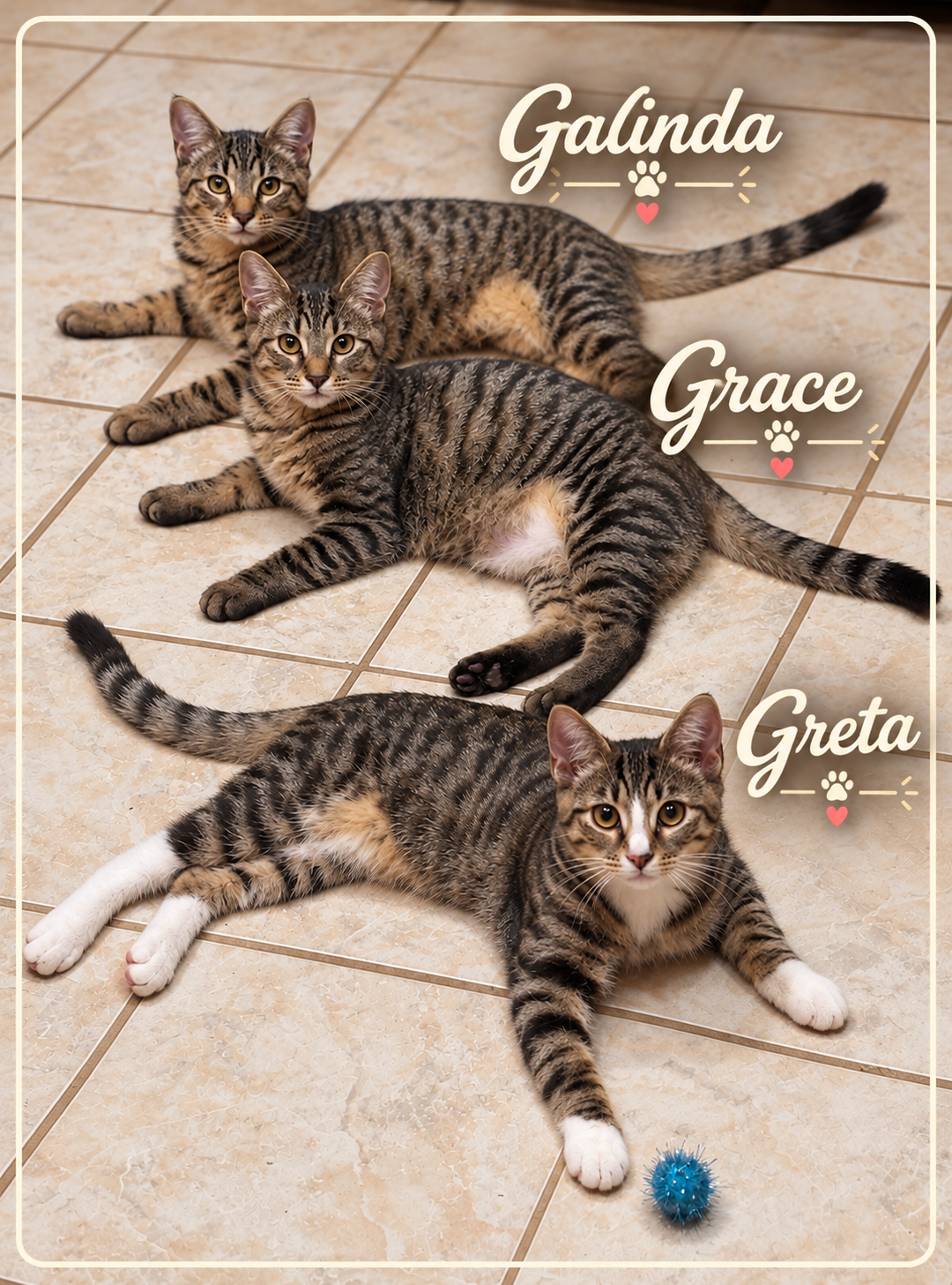 Meet Greta, Galinda, & Grace! 🐾🤎

These three adorable tabbies have already overcome more than most kittens ever should.

Greta, Galinda, Gizmo, and Grace were discovered tucked away inside a storm drain when they were barely two weeks old. Tiny Ta
