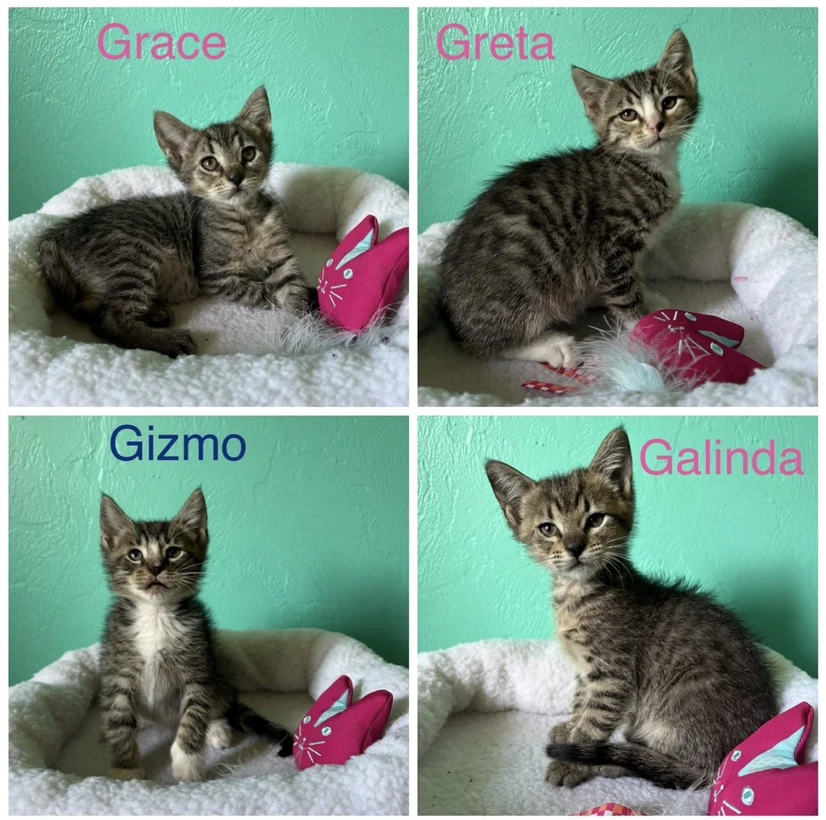 **Meet Greta, Galinda, Gizmo & Grace! 🐾🤎**

These four adorable tabbies have already overcome more than most kittens ever should.

Greta, Galinda, Gizmo, and Grace were discovered tucked away inside a storm drain when they were barely two weeks old
