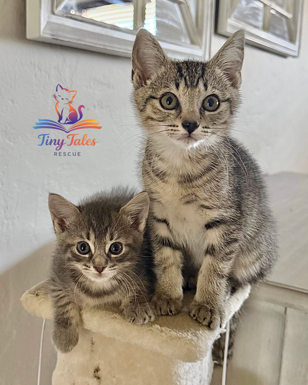 We are in foster!

Birdie and Sammich are currently NOT available for adoption and are busy living their very best foster care lives! 💛

These two sweet solo ladies have discovered just how fun it is to have siblings around, and they’ve been thrivin