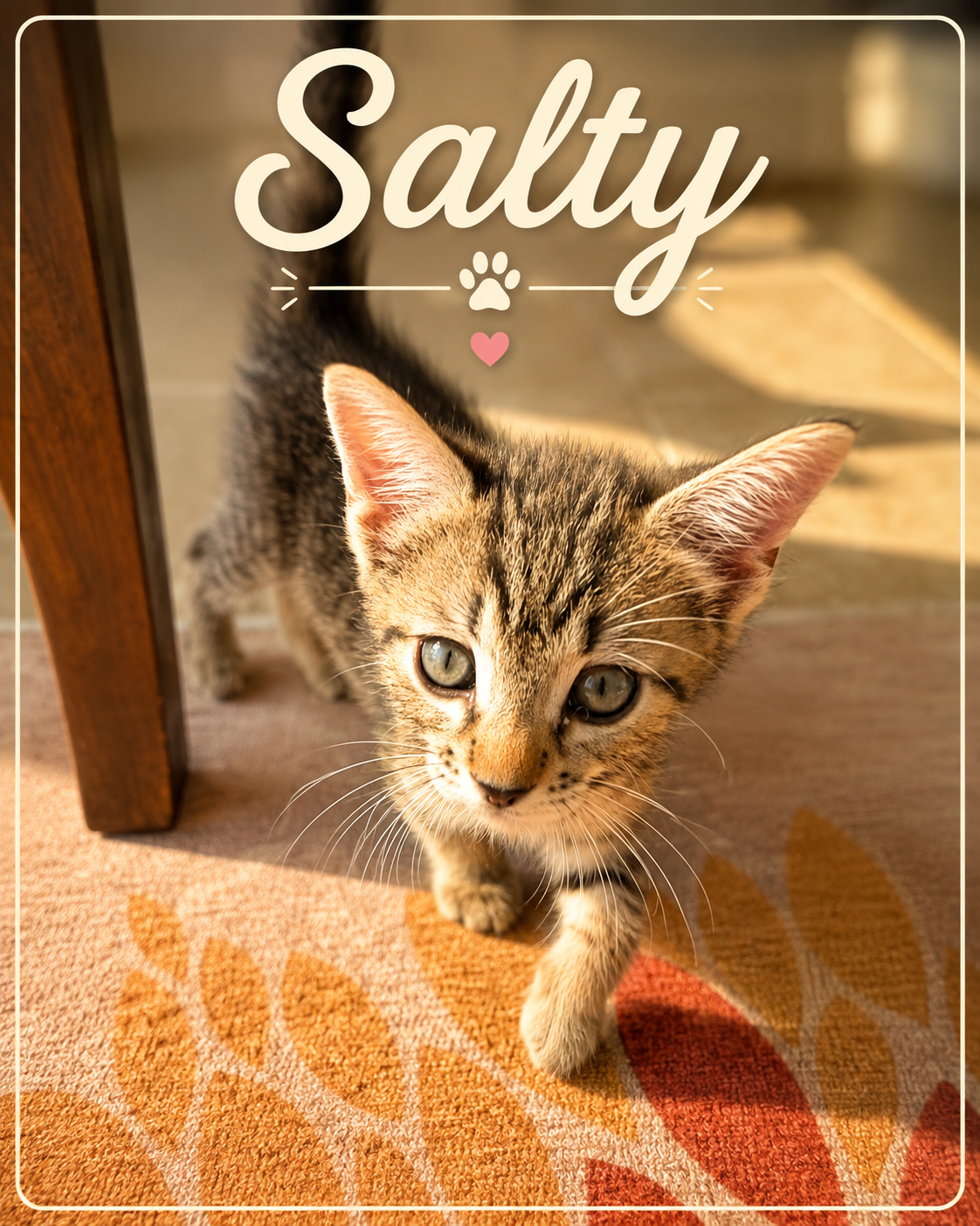 Meet Salty! 🩷🐾

Don’t let the name fool you—there’s nothing salty about this adorable little face!

Salty is a sweet little kitten who is busy doing all the important things kittens do best: playing, exploring, growing, and being ridiculously cute 