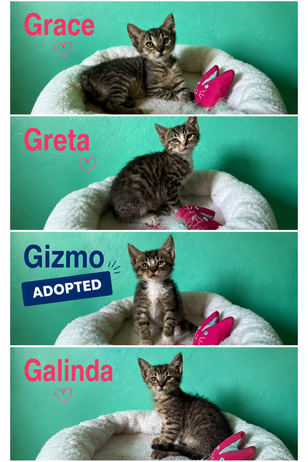 Meet Greta, Galinda, & Grace! 🐾🤎

These three adorable tabbies have already overcome more than most kittens ever should.

Greta, Galinda, Gizmo, and Grace were discovered tucked away inside a storm drain when they were barely two weeks old. Tiny Ta