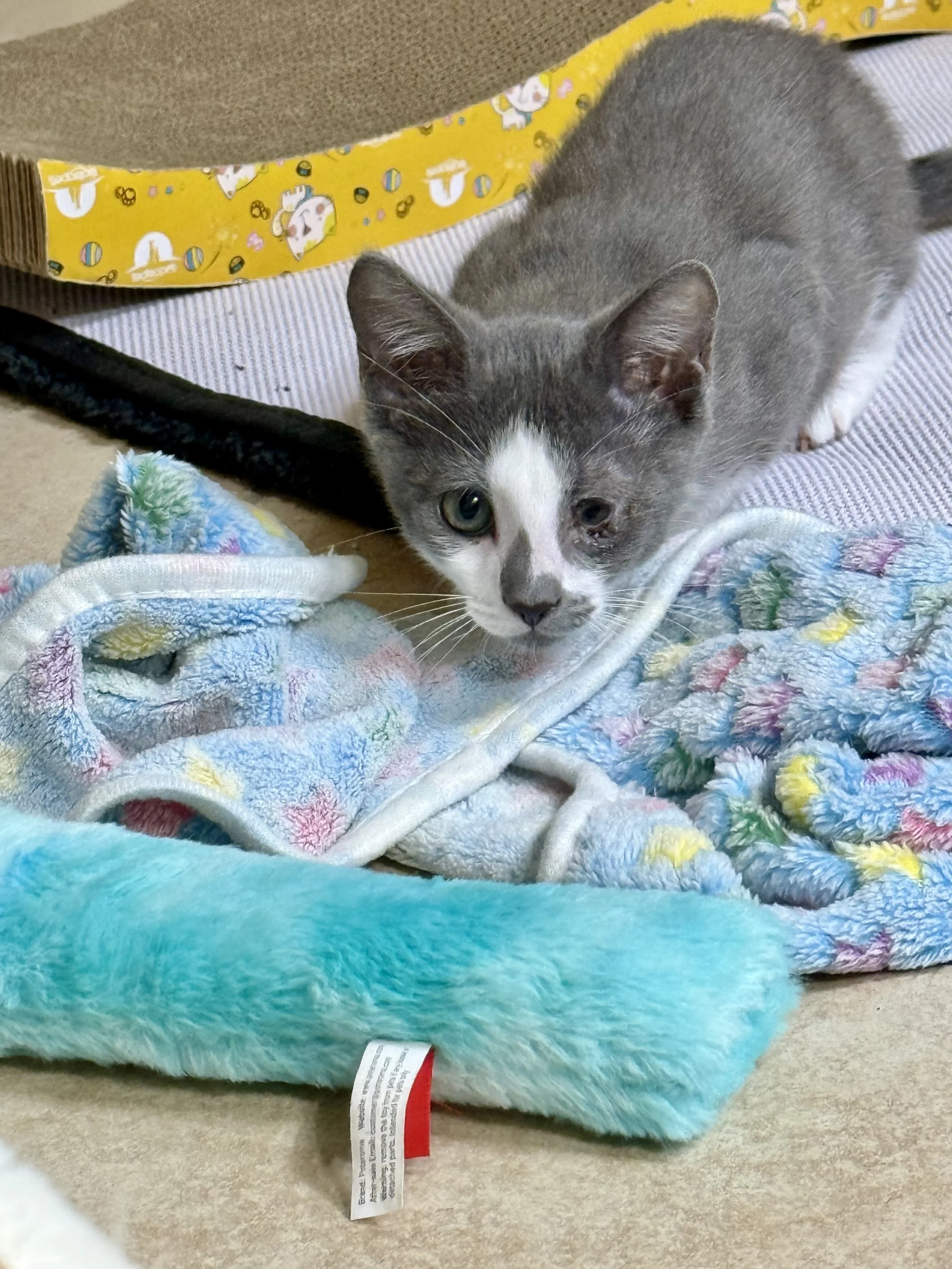 **Meet Frodo! 💍🐾**

Not all heroes wear cloaks… some have whiskers.

Frodo may not have traveled all the way to Mordor, but this little adventurer has already overcome more obstacles than most kittens ever will.

When Frodo first came to Tiny Tales