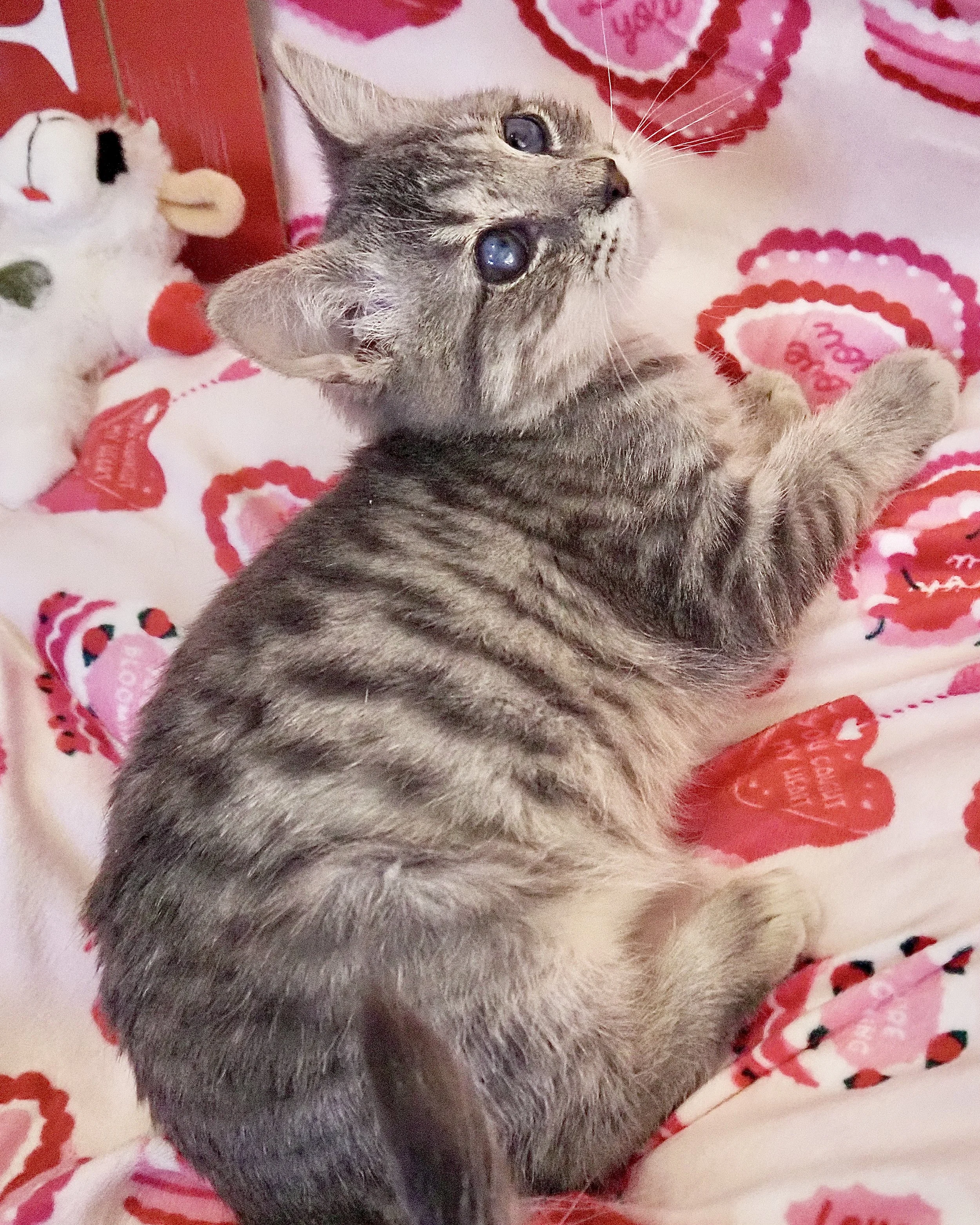 *Meet Eyelijah*

His eyes may not be perfect… but his personality absolutely is. Eyelijah is the sweetest little dude you will ever meet. From the moment you sit down, he’s right there pressed up beside you, ready to purr like a tiny motor and make t