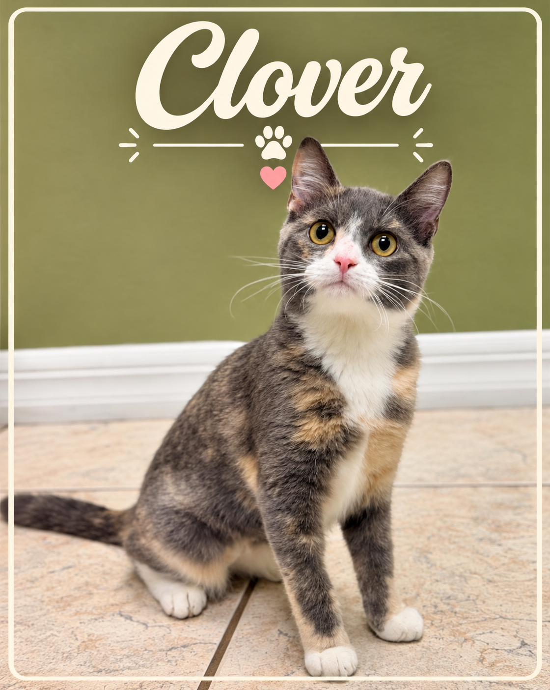 ### Meet Clover! 🐾💜

Clover is proof that you can have beauty, brains, and a whole lot of goofiness all wrapped up in one adorable little package!

This gorgeous dilute tortie is full of personality, love, and just the right amount of mischief. She