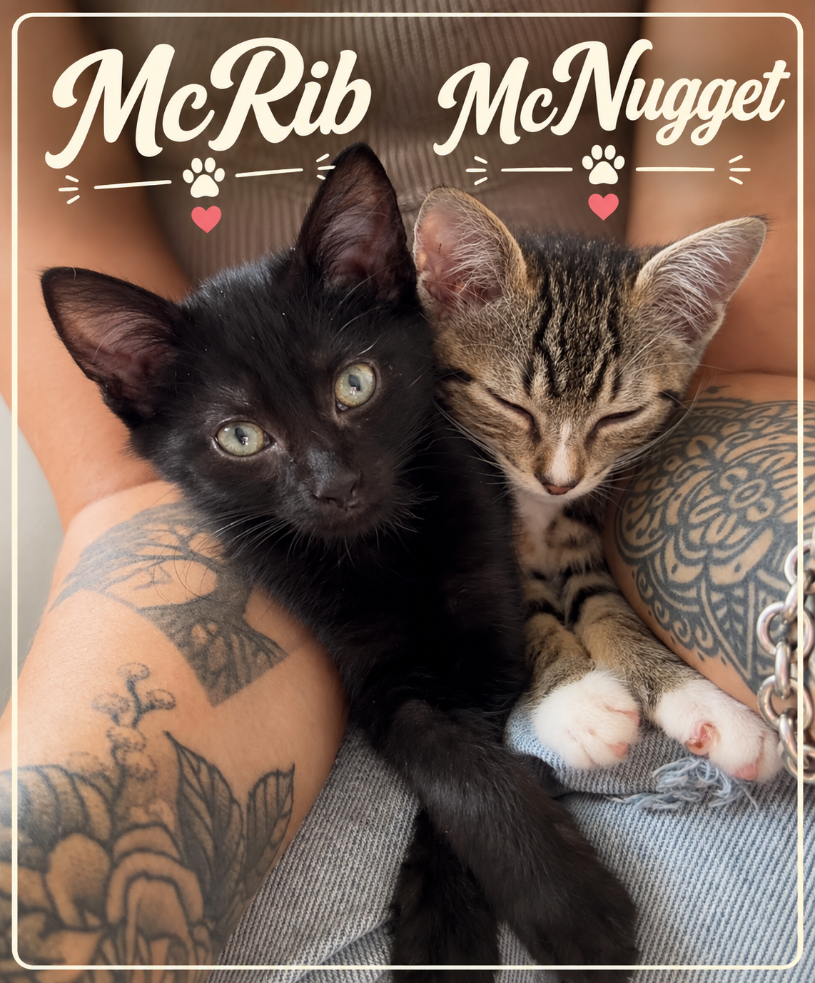 🍟 Meet McRib & McNugget! 🍔🐾
From a drain in a McDonald’s parking lot to living the good life in foster care, these two little McKittens have come a long way! Now McRib and McNugget are ready for the biggest upgrade of all—a happily ever after. ❤️

