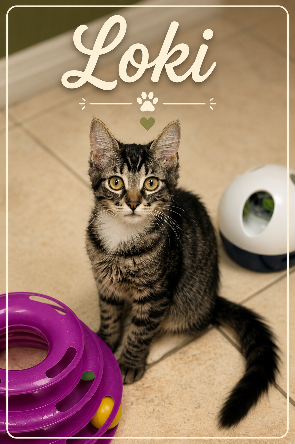 Meet Loki! 💚🐾 Loki may not be the God of Mischief, but he has mastered the art of stealing hearts.

This handsome boy can be a little unsure when meeting new people. New faces and unfamiliar places make him a bit nervous at first, but don't let tha