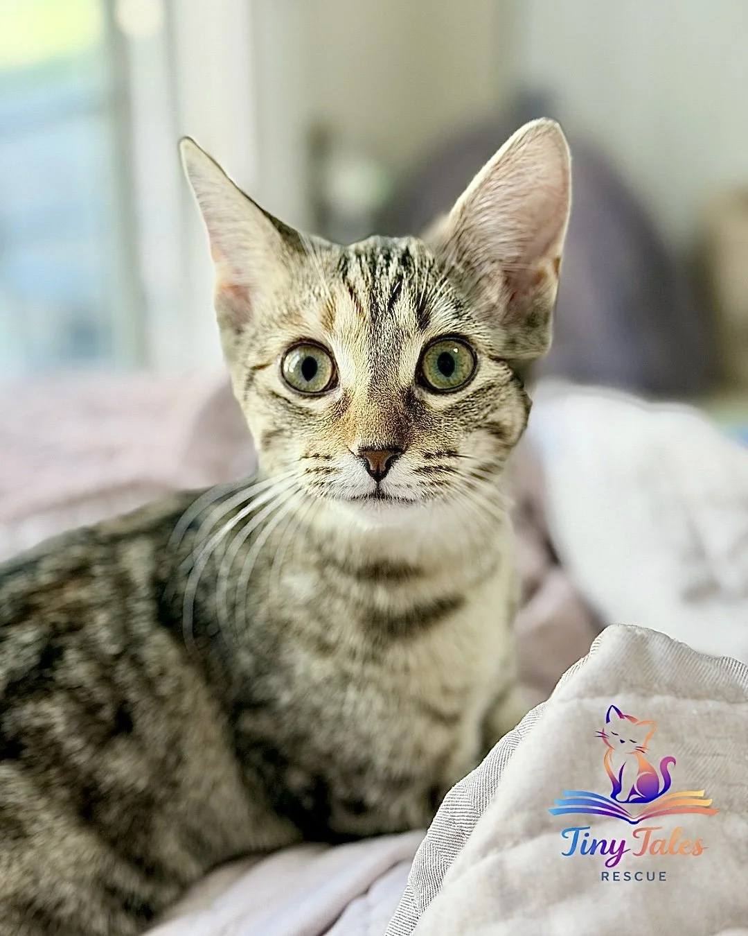 *Meet Millie*

If you’ve ever wanted your very own little “street bengal,” Millie might just be your girl. This stunning tabby has the most beautiful markings with subtle hints of orange woven through her coat giving her that wild, exotic look while 