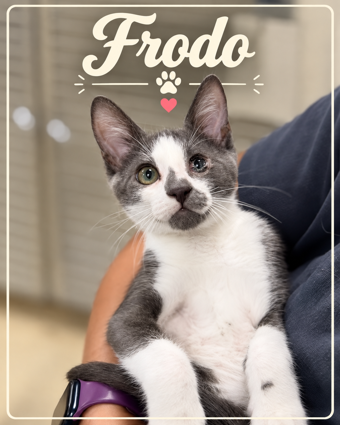 Meet Frodo! 💍🐾 Not all heroes wear cloaks… some have whiskers.

Frodo may not have traveled all the way to Mordor, but this little adventurer has already overcome more obstacles than most kittens ever will.

When Frodo first came to Tiny Tales, one