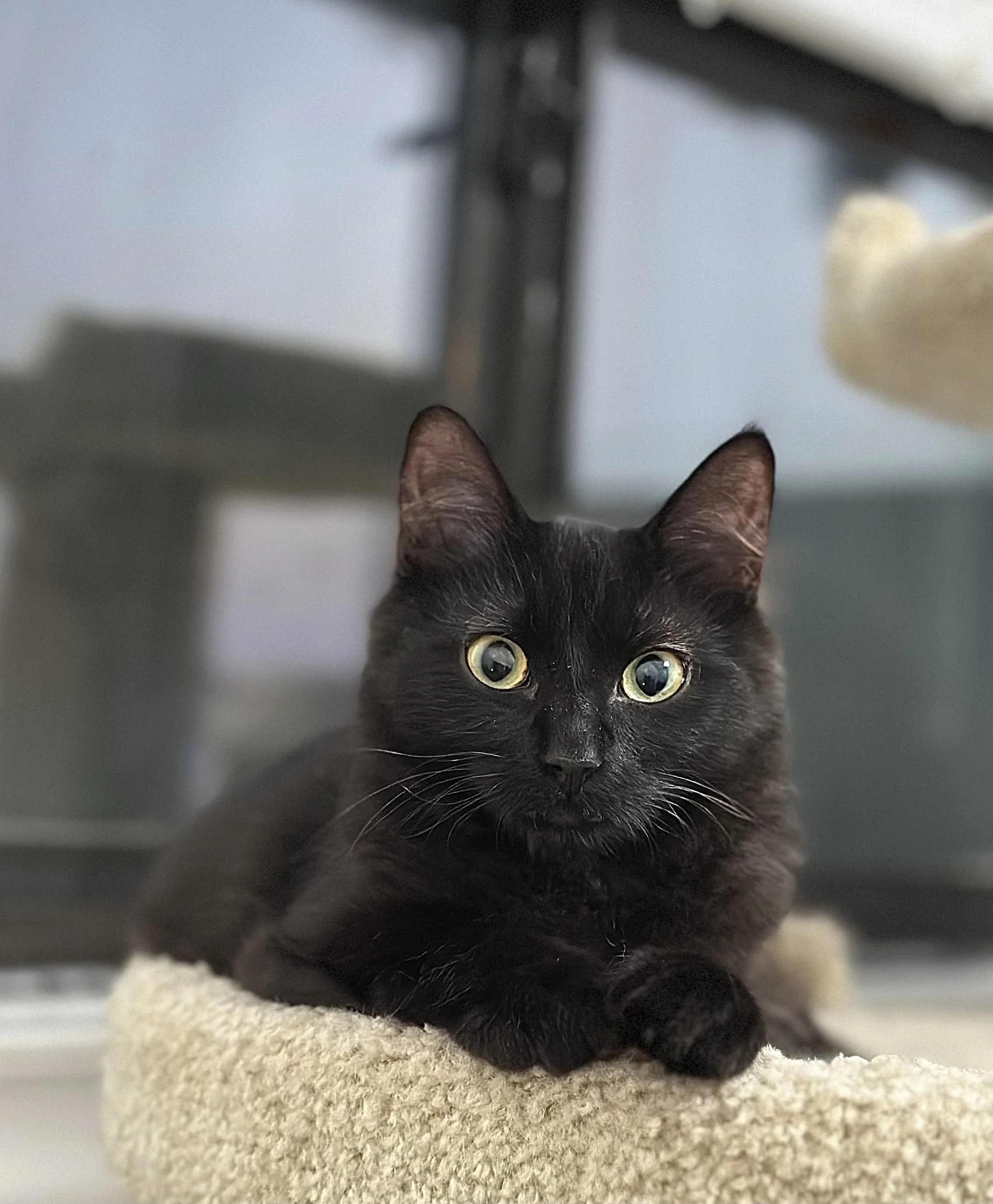 I'm Available!!

*Meet Moose aka Fang* He is a sweet little fuzzy dude looking for his happily ever after. He can be a bit shy when meeting new people, but once he feels safe, his goofy and playful personality starts to shine. After a rough start, Mo