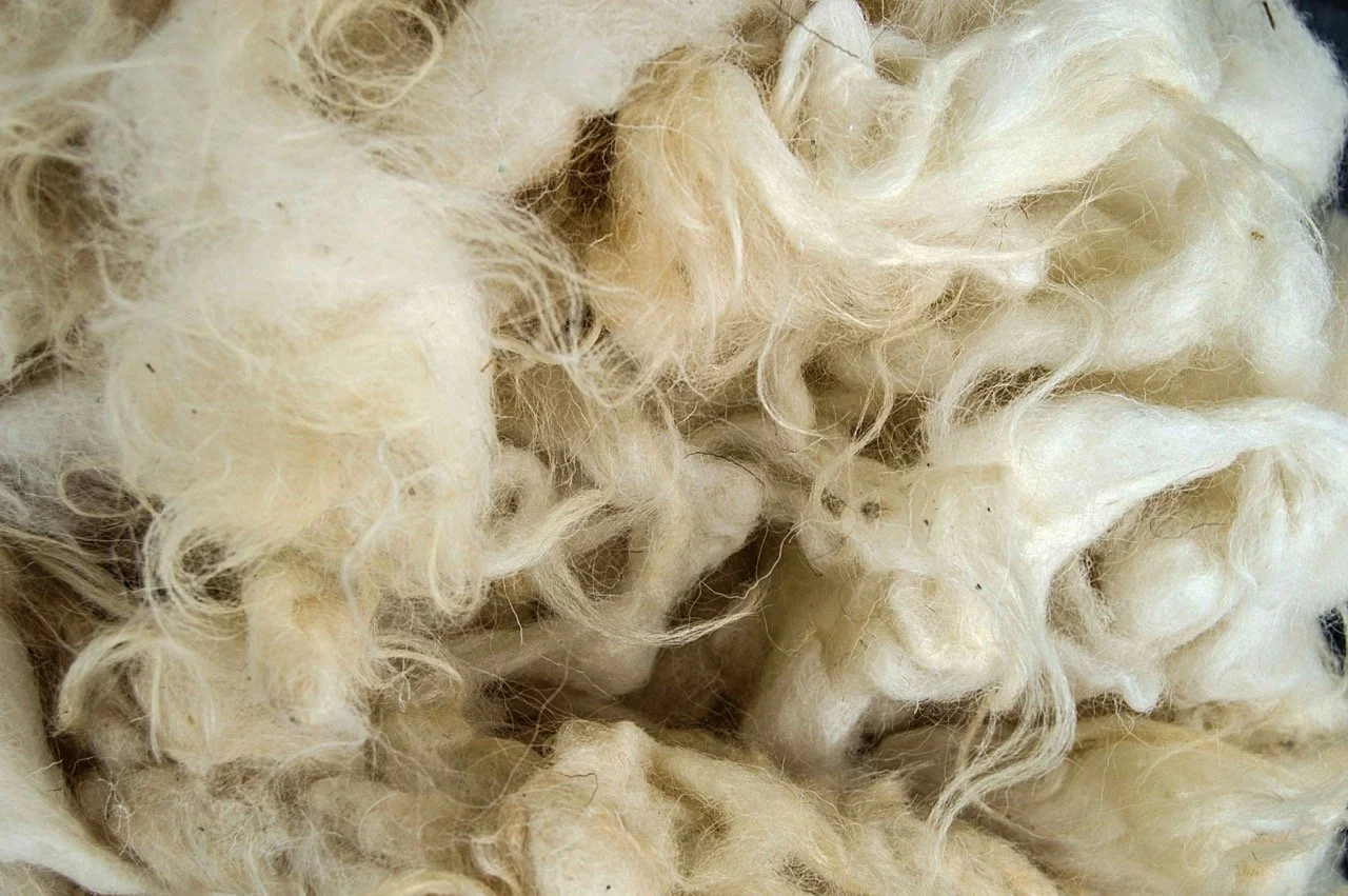Close-up of raw, unprocessed wool fibers in shades of white and cream.