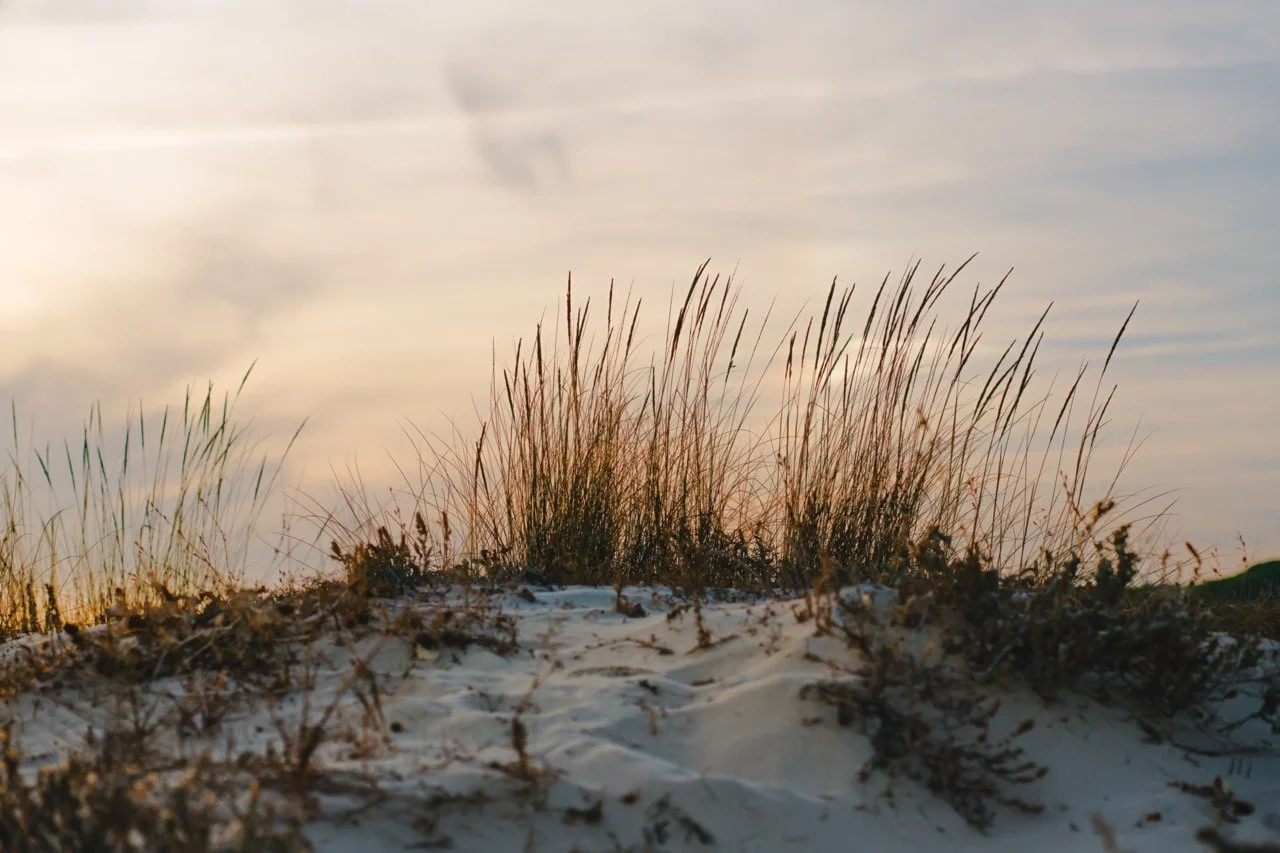 Sand dunes with grass and plants, and a partly cloudy sky at sunset.