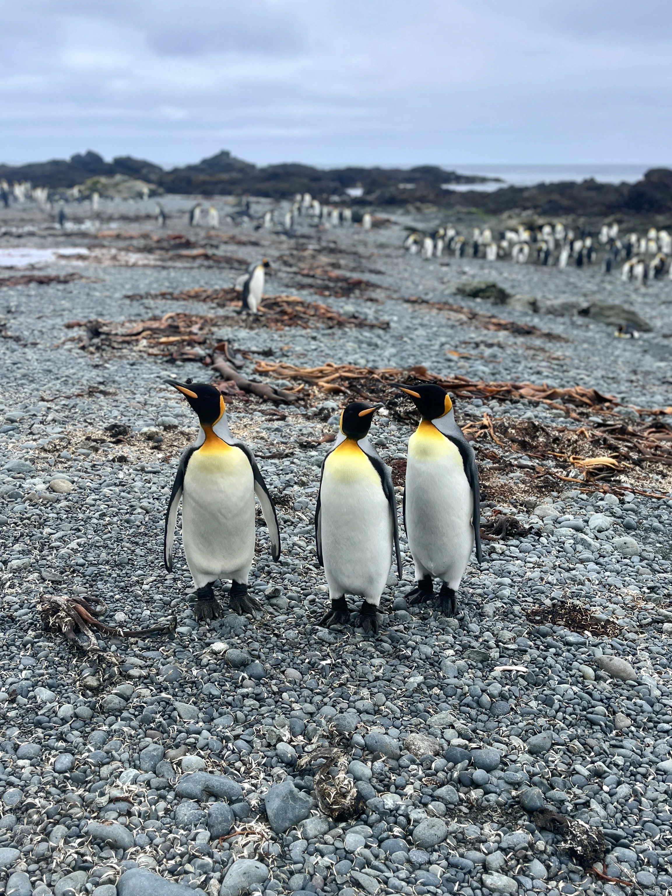 Polar preservation