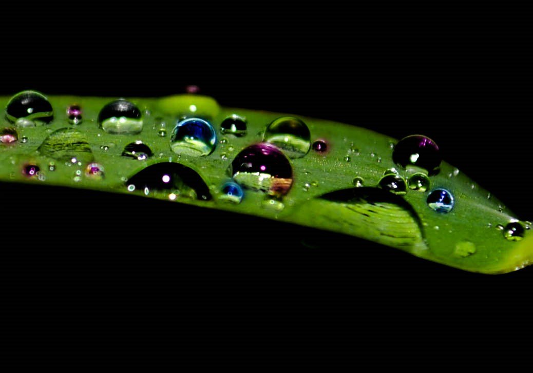 fall leaves 2013 (1 of 1).jpg