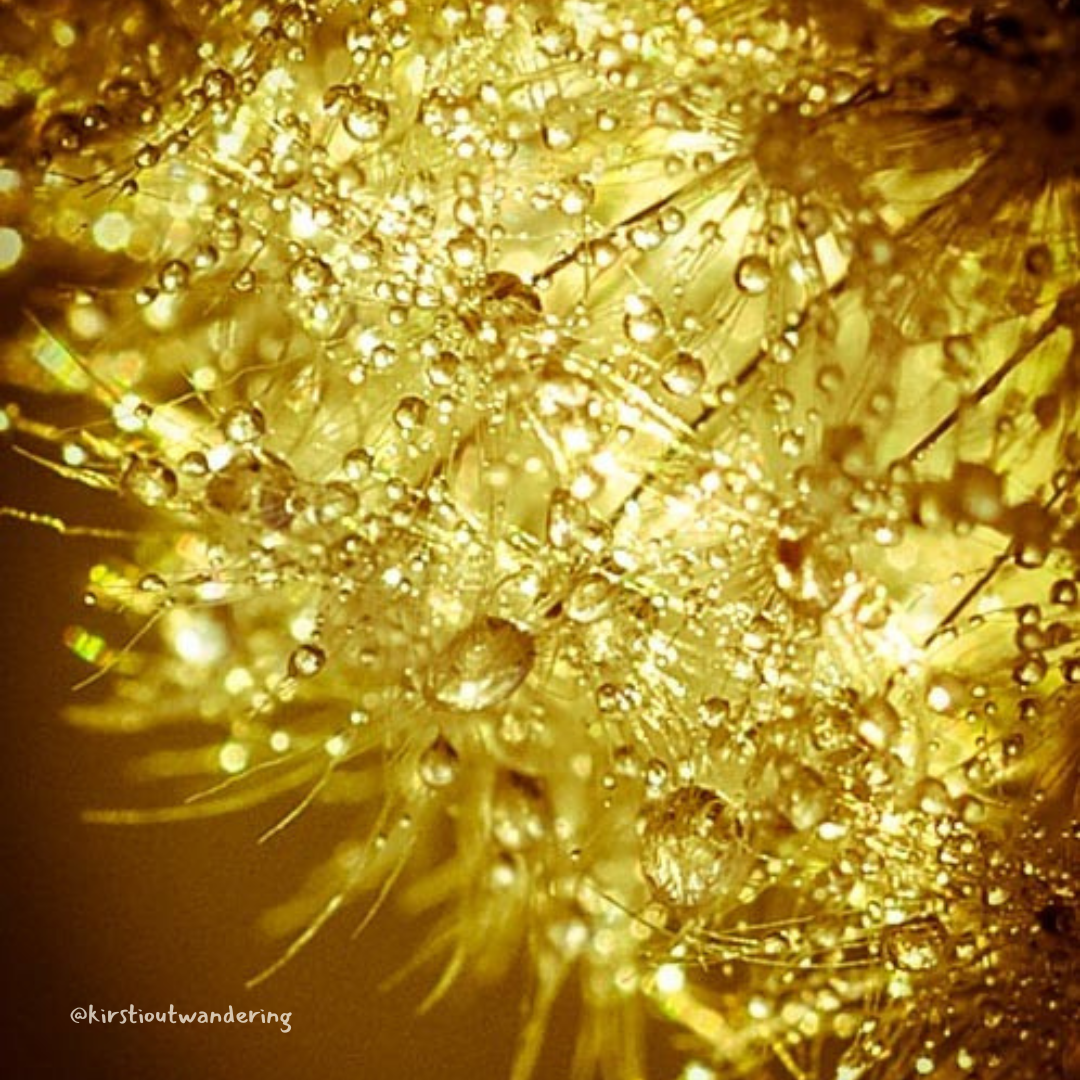 Kirsti Out Wandering_www.kirstioutwandering.com_ (8).png