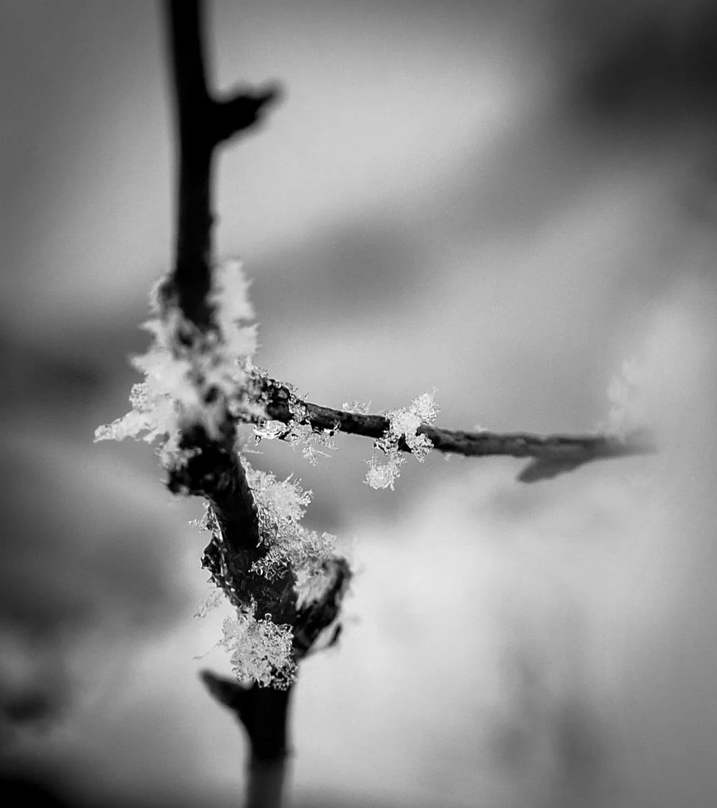 Copywrite Ripple Photography @ 2016-38.jpg