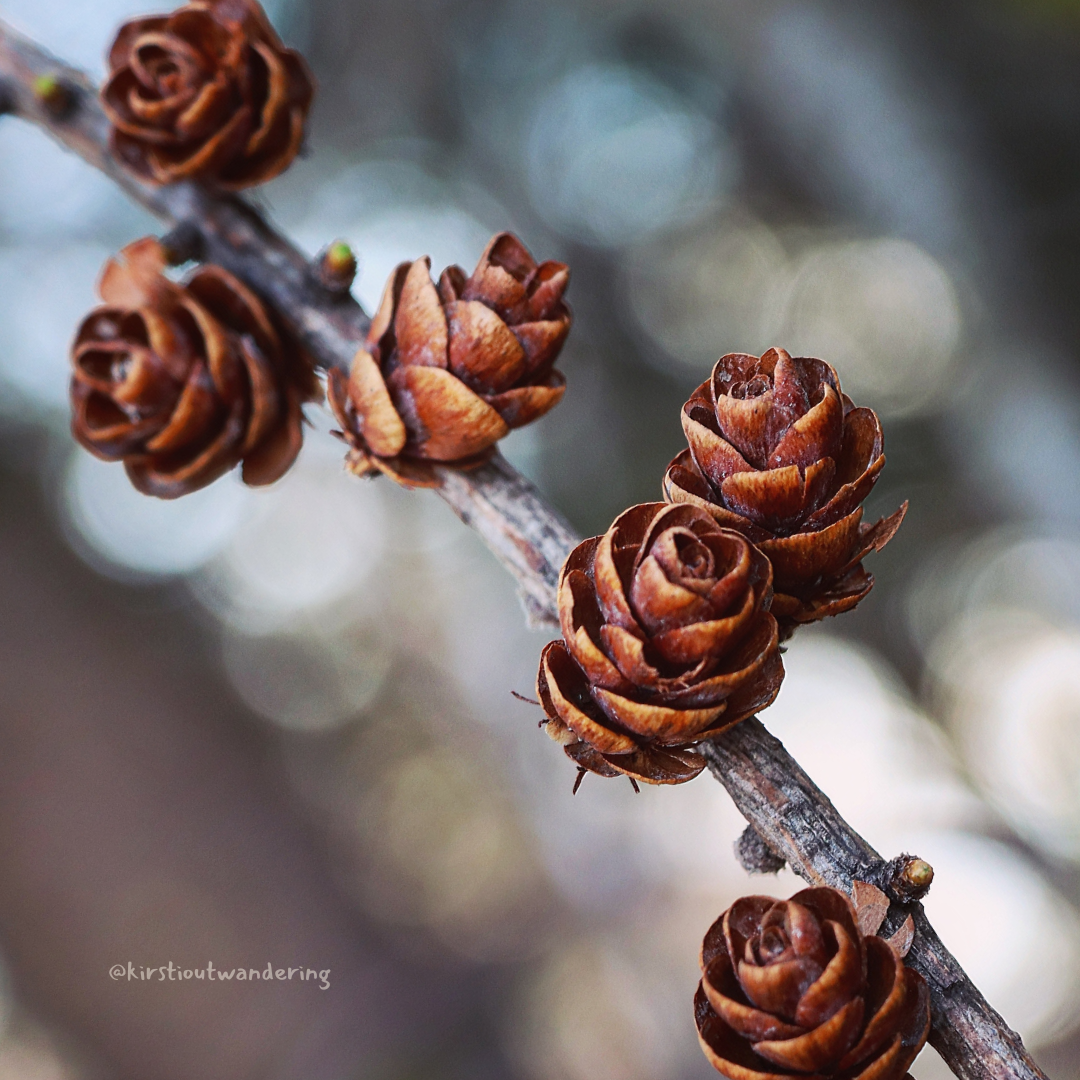 Kirsti Out Wandering_www.kirstioutwandering.com_ (10).png